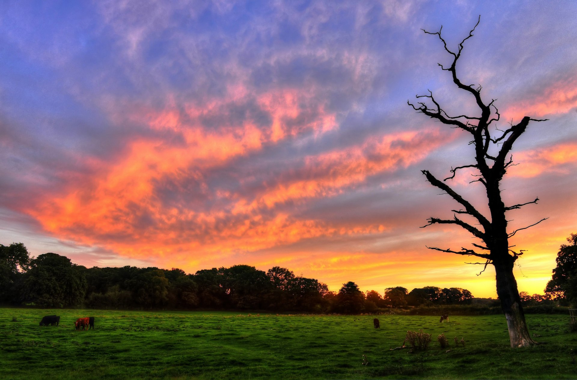 natur landschaft baum baum grün wiese gras tier tiere kühe bäume blätter laub blätter sonnenuntergang himmel hintergrund tapete widescreen vollbild widescreen widescreen