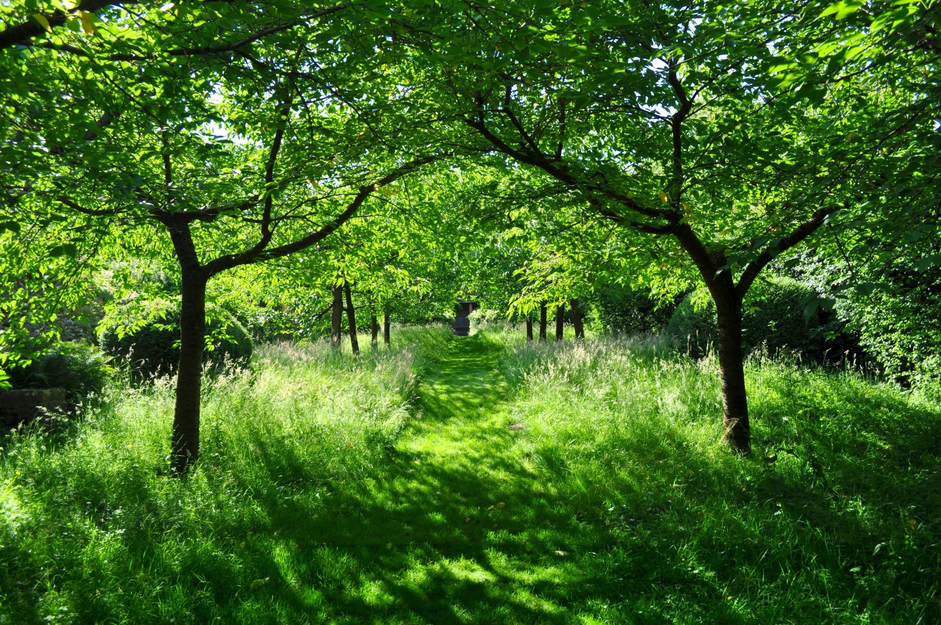 été verdure soleil beauté