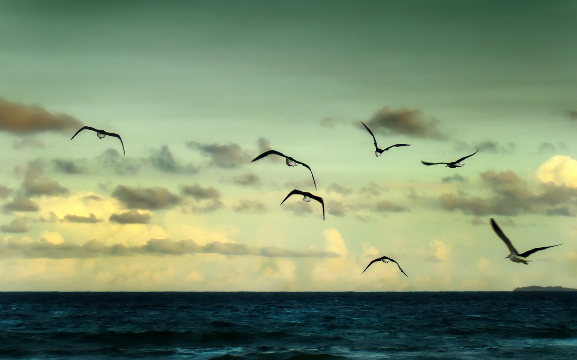 natura paesaggio mare fiume acqua oceano gabbiani gabbiani uccelli uccelli uccelli cielo nuvole volo decollo libertà sfondo carta da parati widescreen schermo intero widescreen widescreen