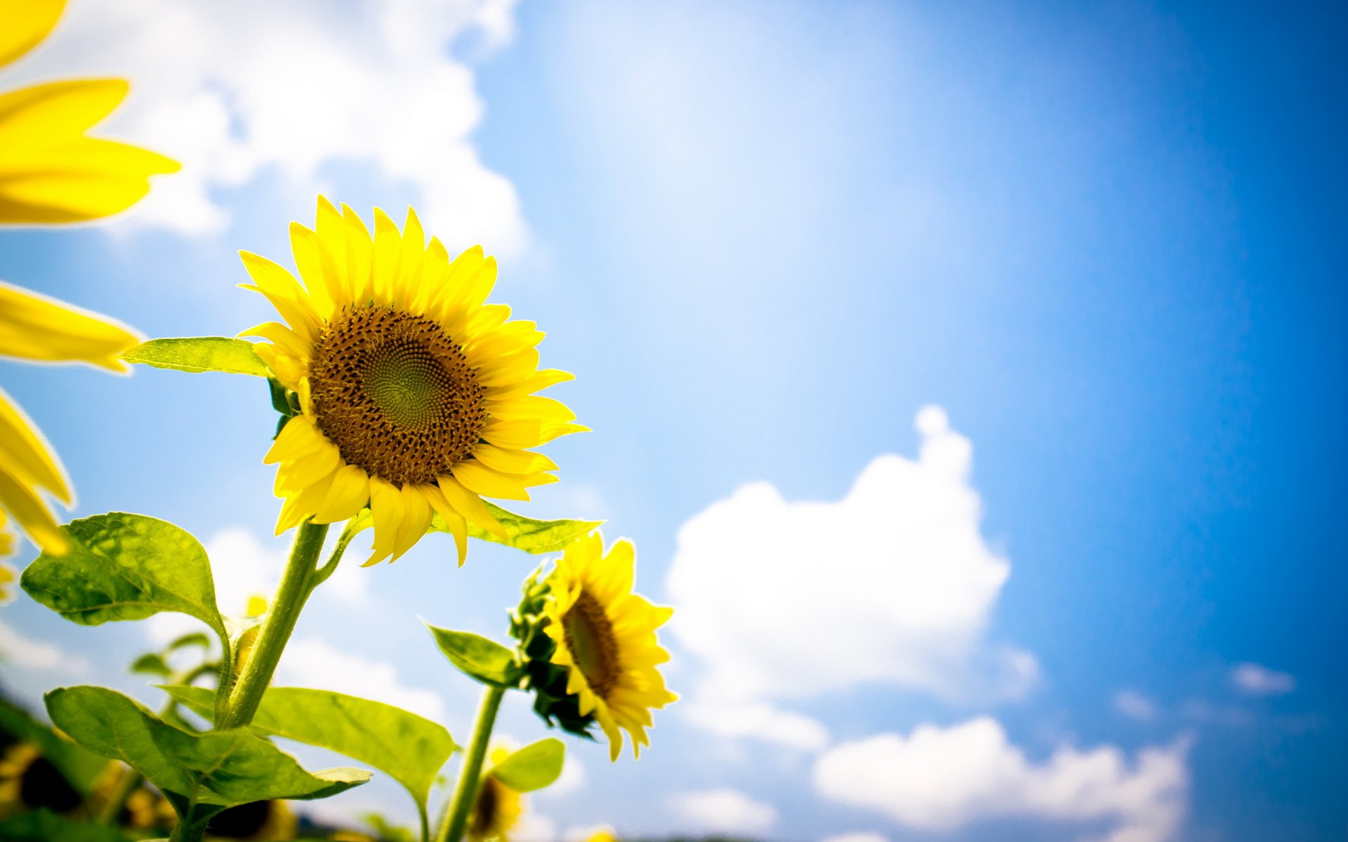 sonnenblumen sommer himmel natur