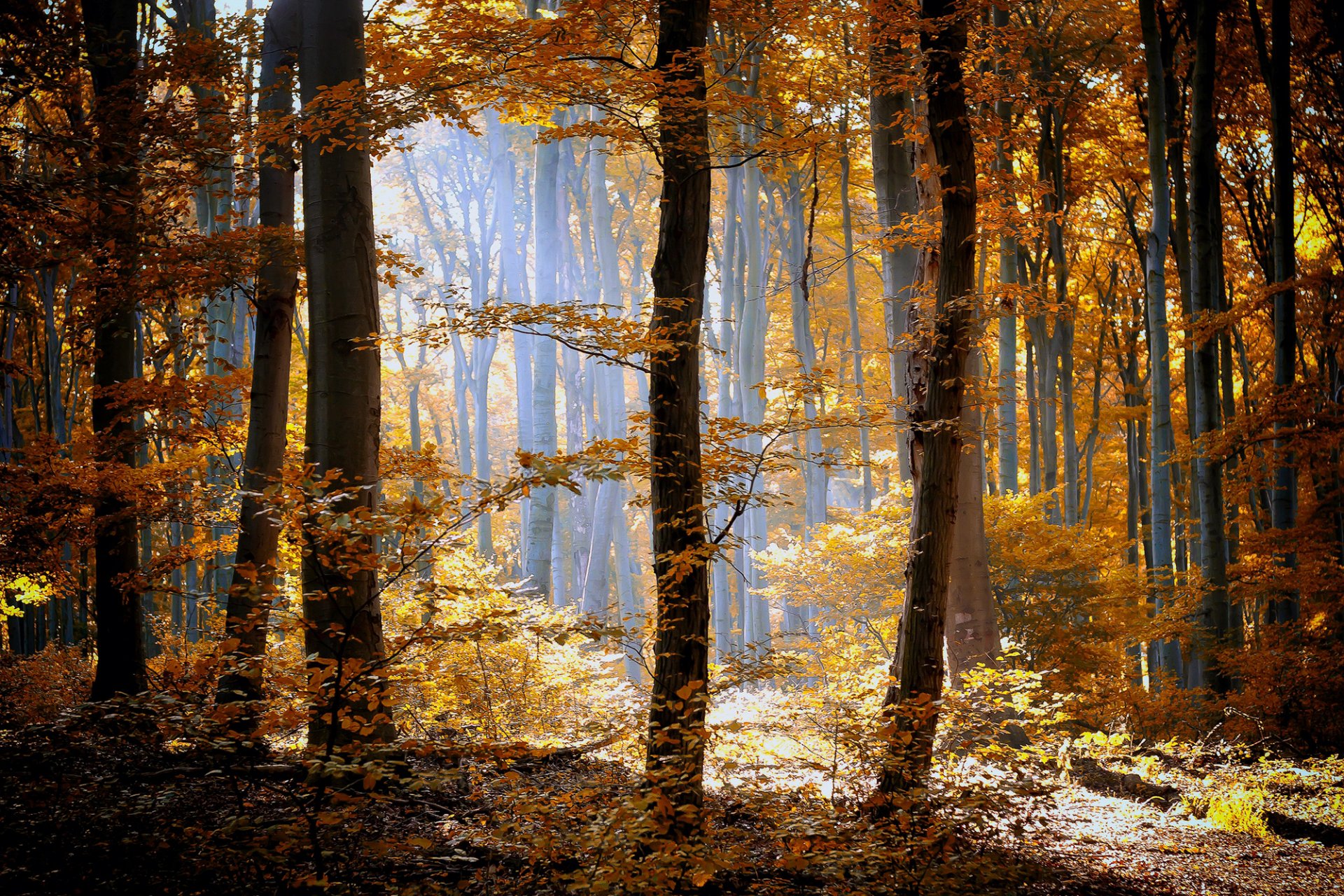 jesień las natura drzewa trawa liście pomarańczowy żółty światło słońce