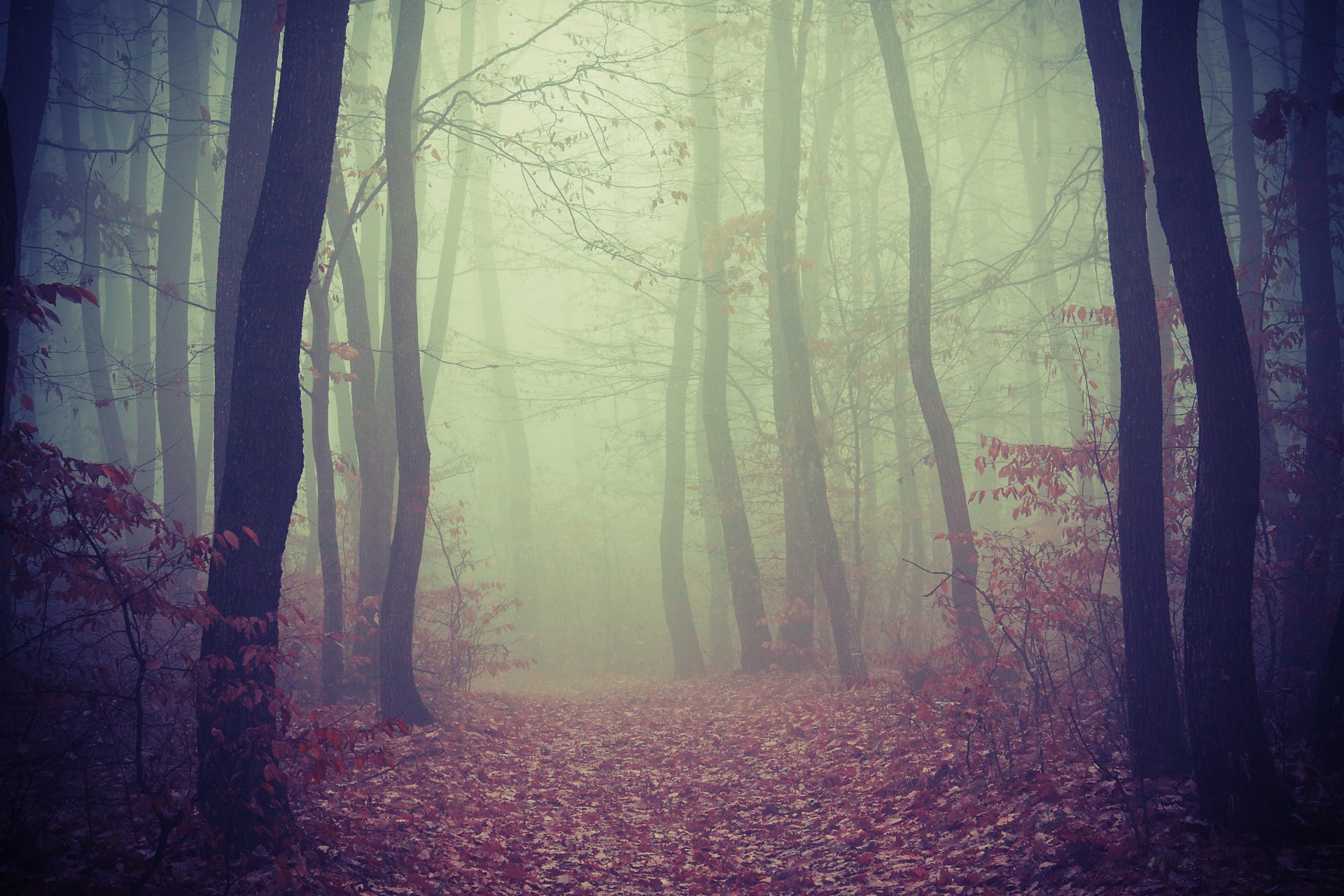 bosque árboles camino follaje niebla