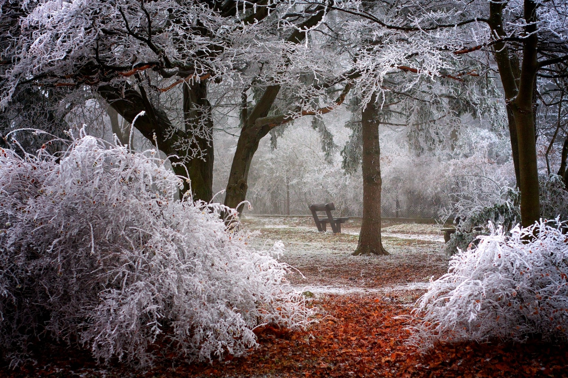 hiver arbres buissons branches givre parc banc banc banc banc nature