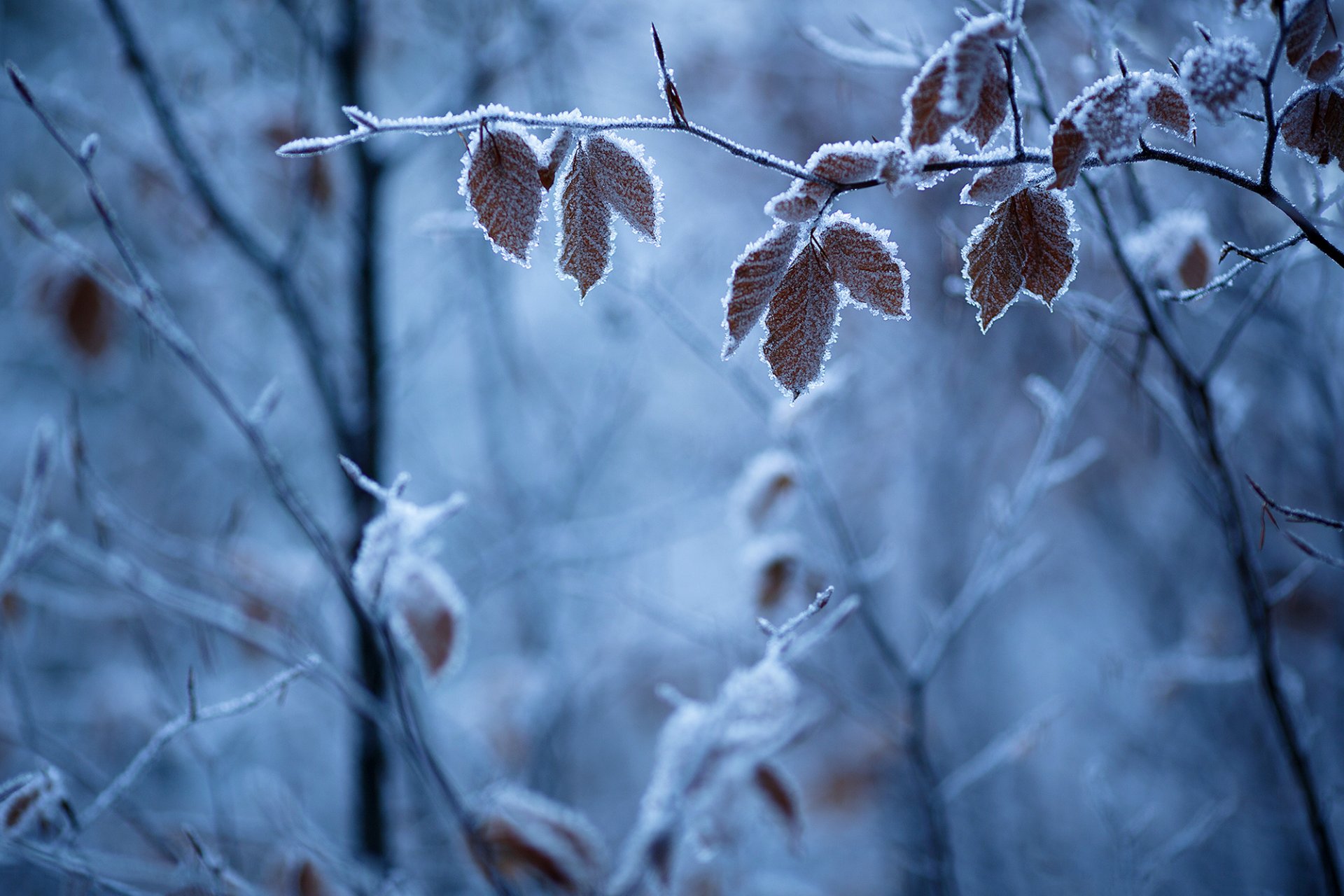 winter nature branches leaves frost frost