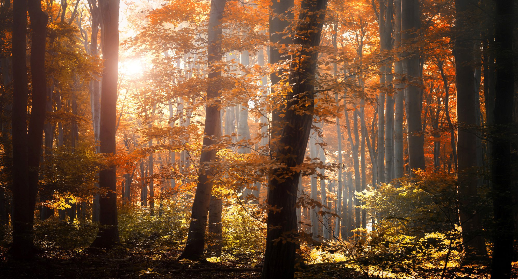 wald herbst laub bäume blätter orange gelb licht natur