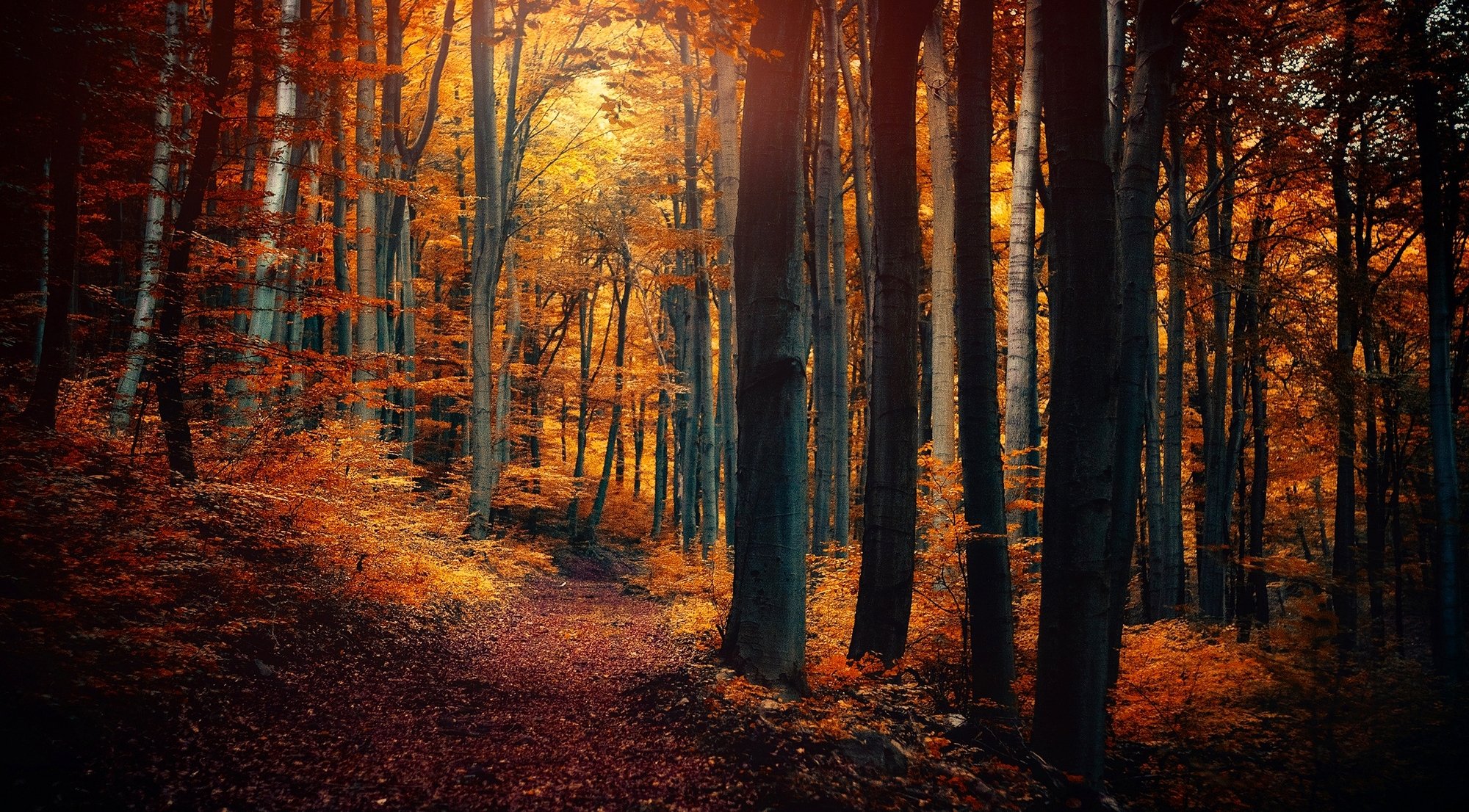 forest tree leaves yellow orange path autumn nature