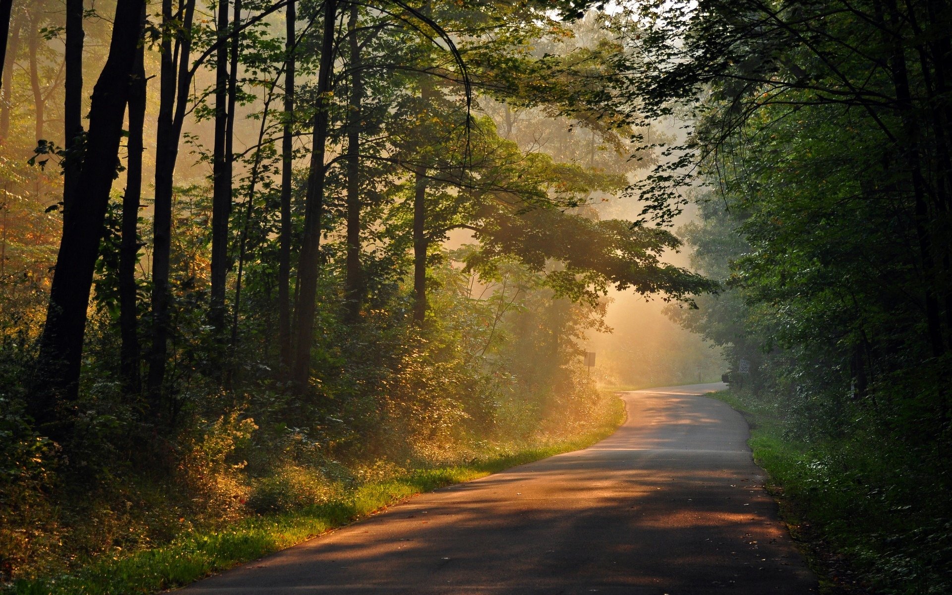 nature arbres arbre feuilles chemin chemin soleil rayons jour fond papier peint écran large plein écran écran large écran large