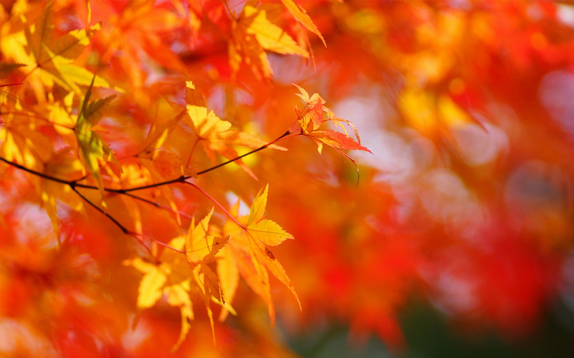 automne érable arbre couronne feuilles jaune soleil ensoleillé