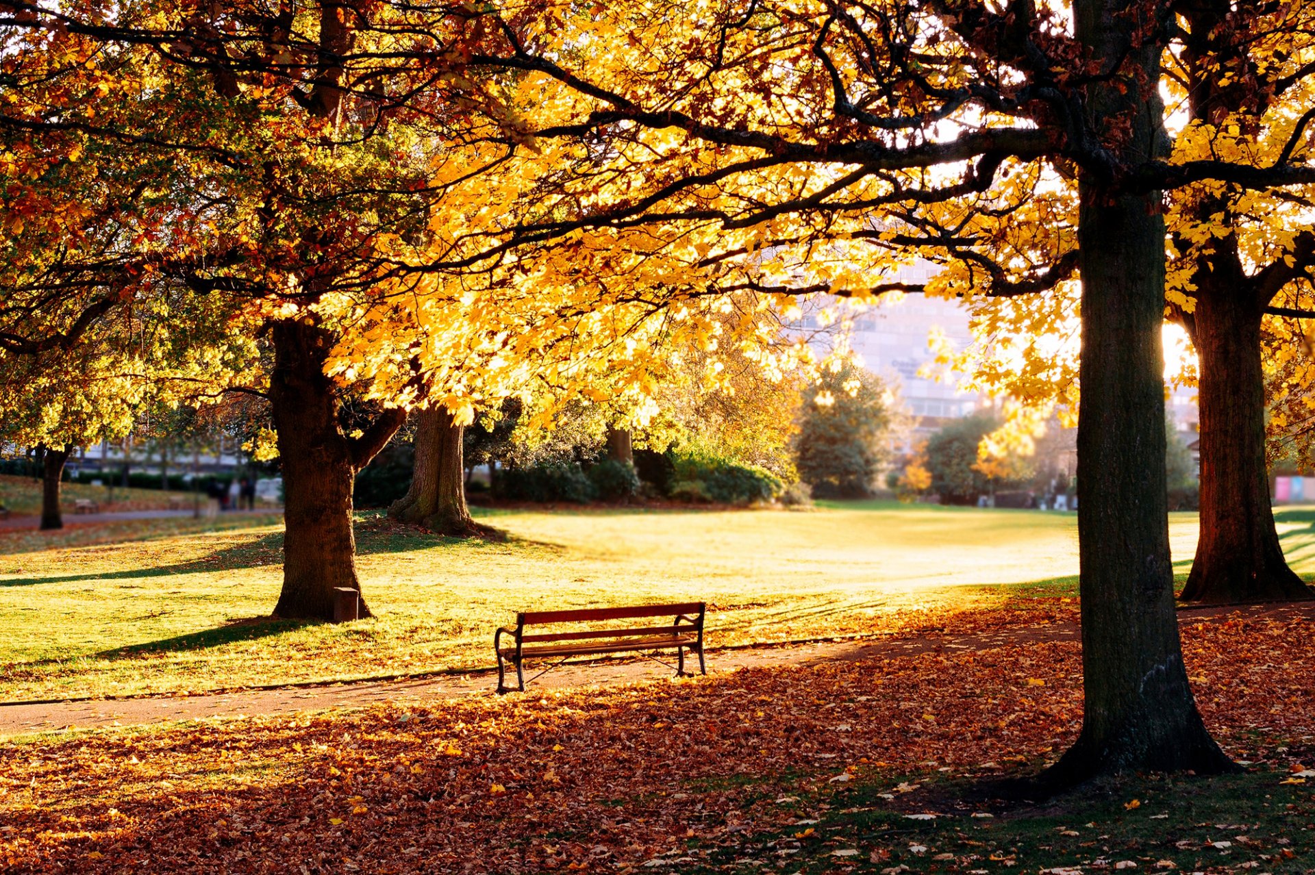 nature park autumn bench bench bench grass lawn leaves yellow fallen trees house