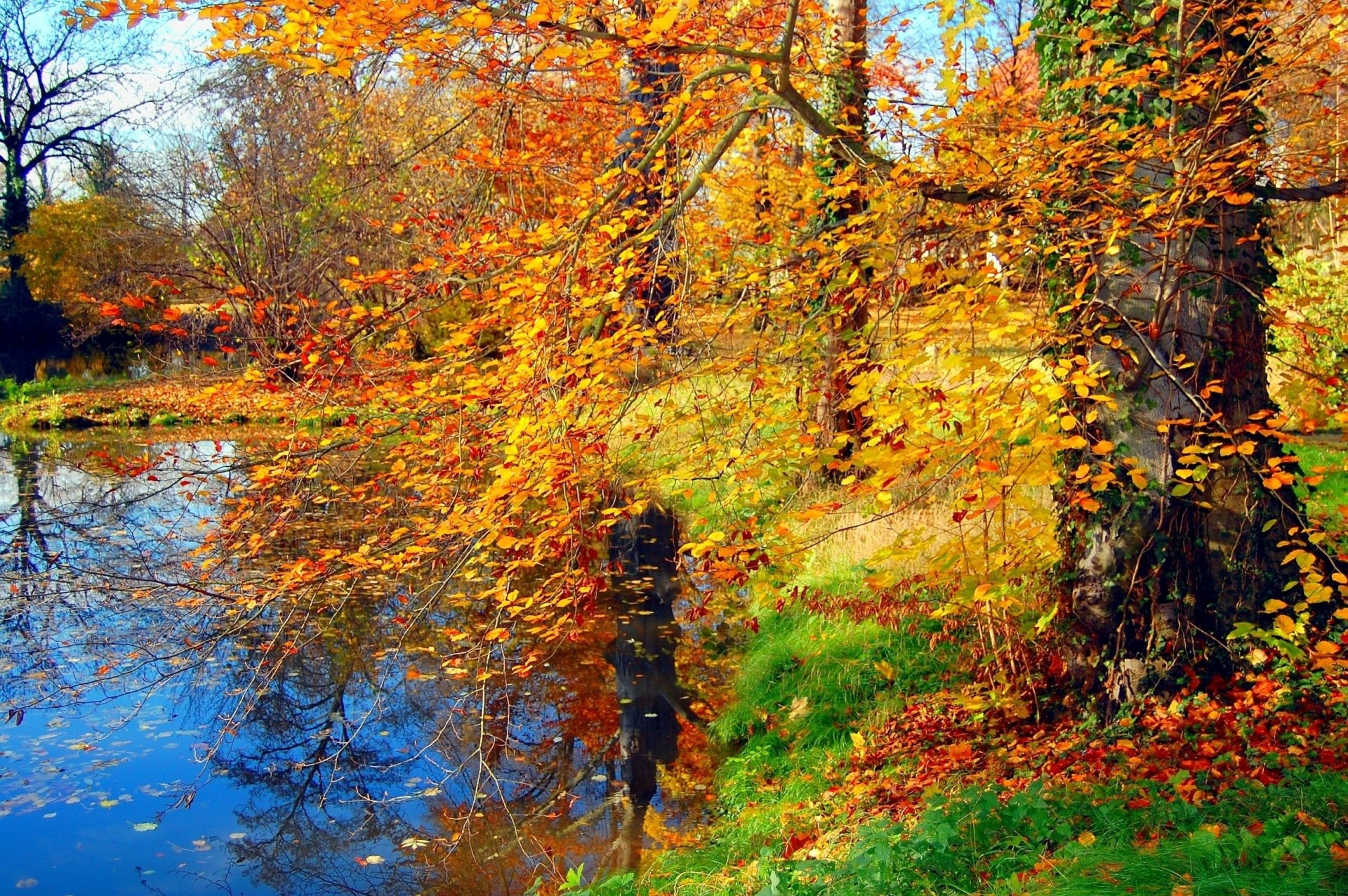 gras bäume zweige blätter herbst teich laub