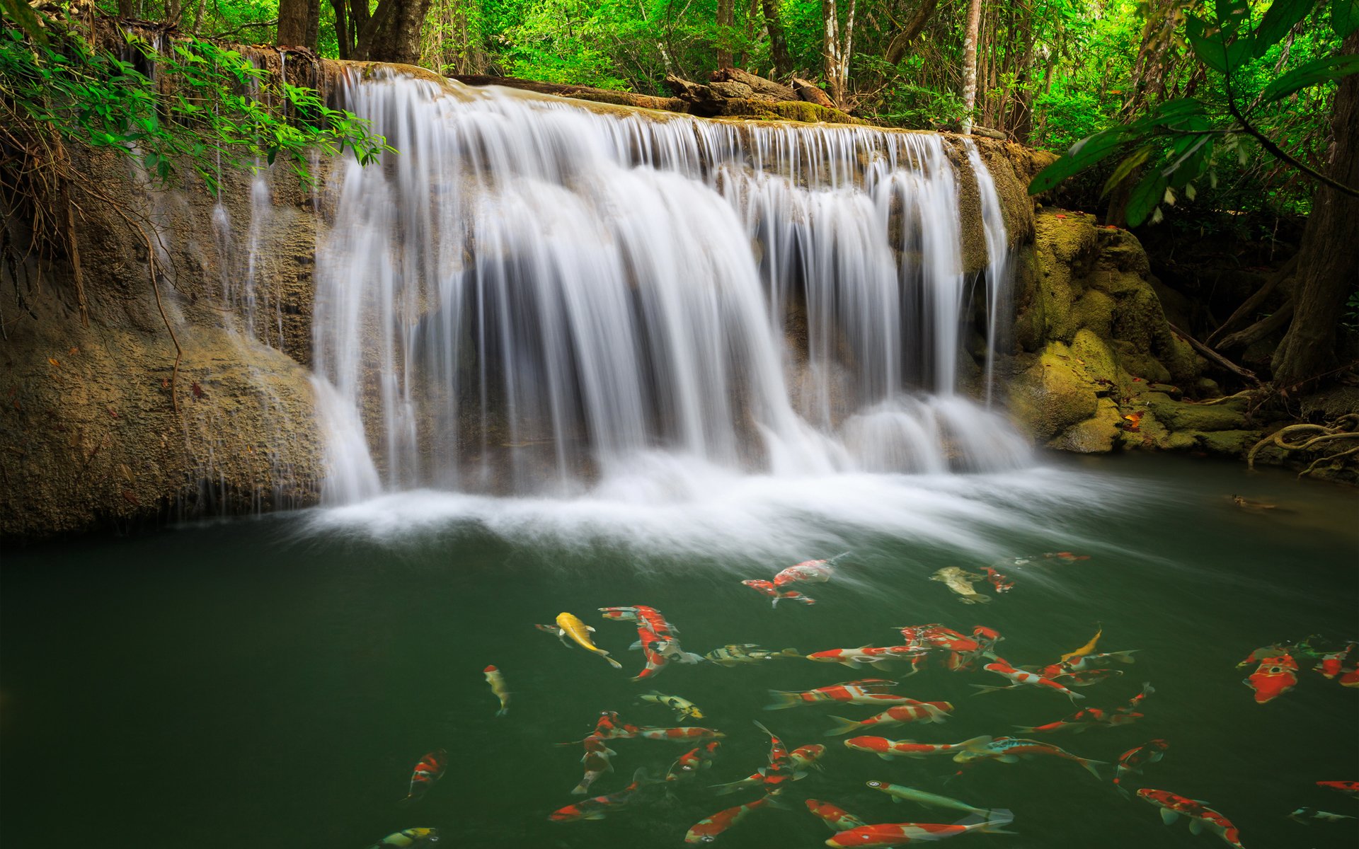 wasserfall wasser fisch grüns karpfen