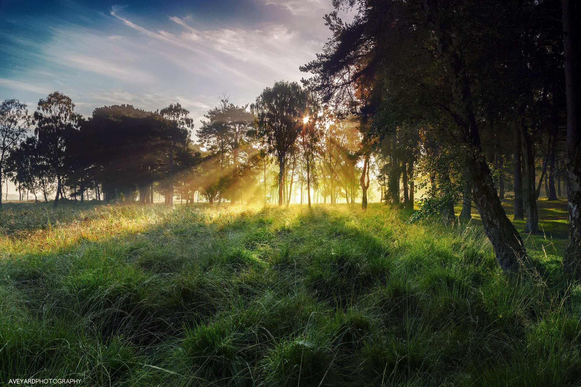 england north yorkshire york strensall autumn october morning sky light rays fog sun grass dew trees tree