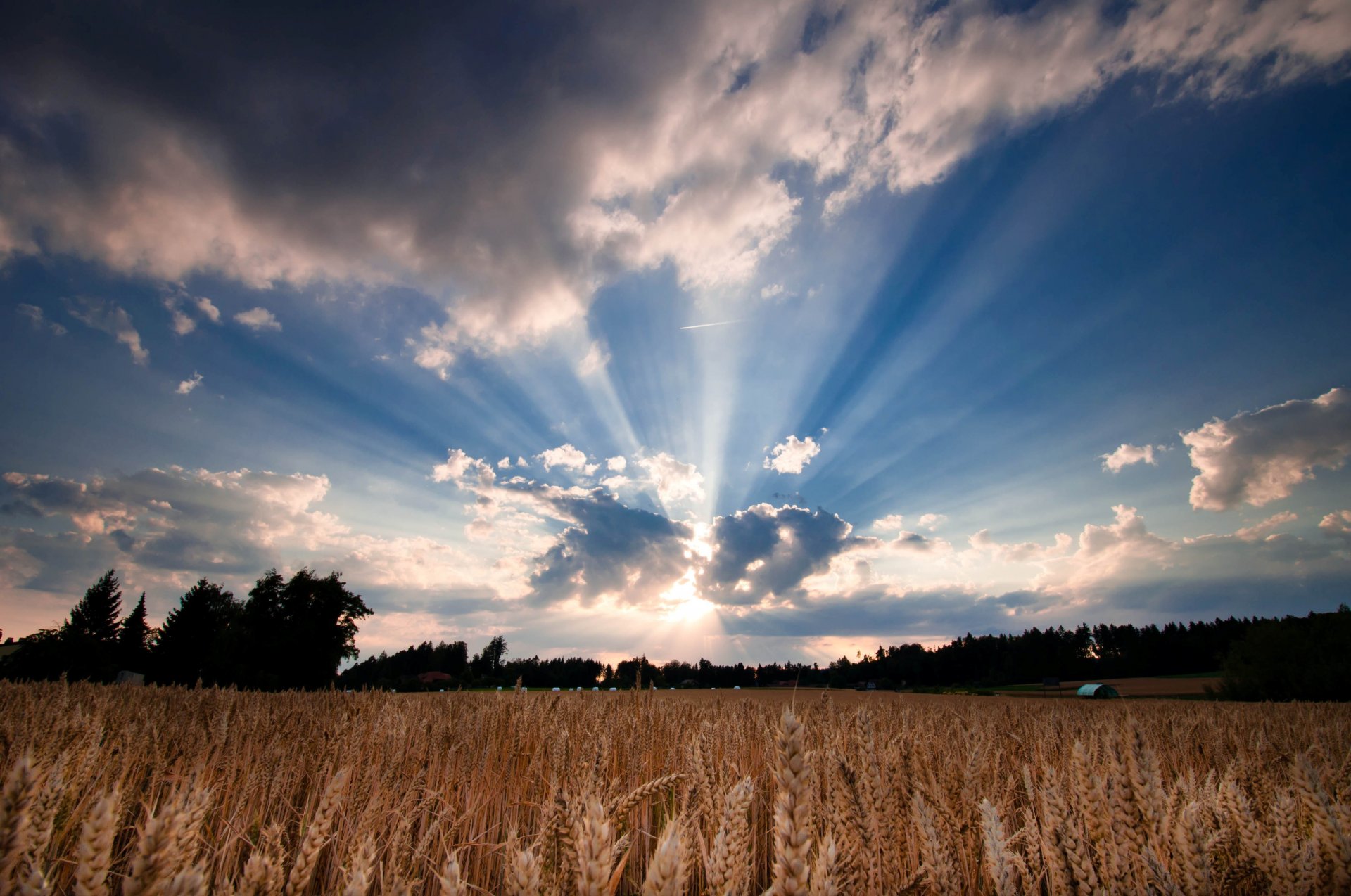 natur weizen roggen feld ohren bäume baum blätter blätter sonne himmel wolken hintergrund tapete widescreen vollbild widescreen widescreen