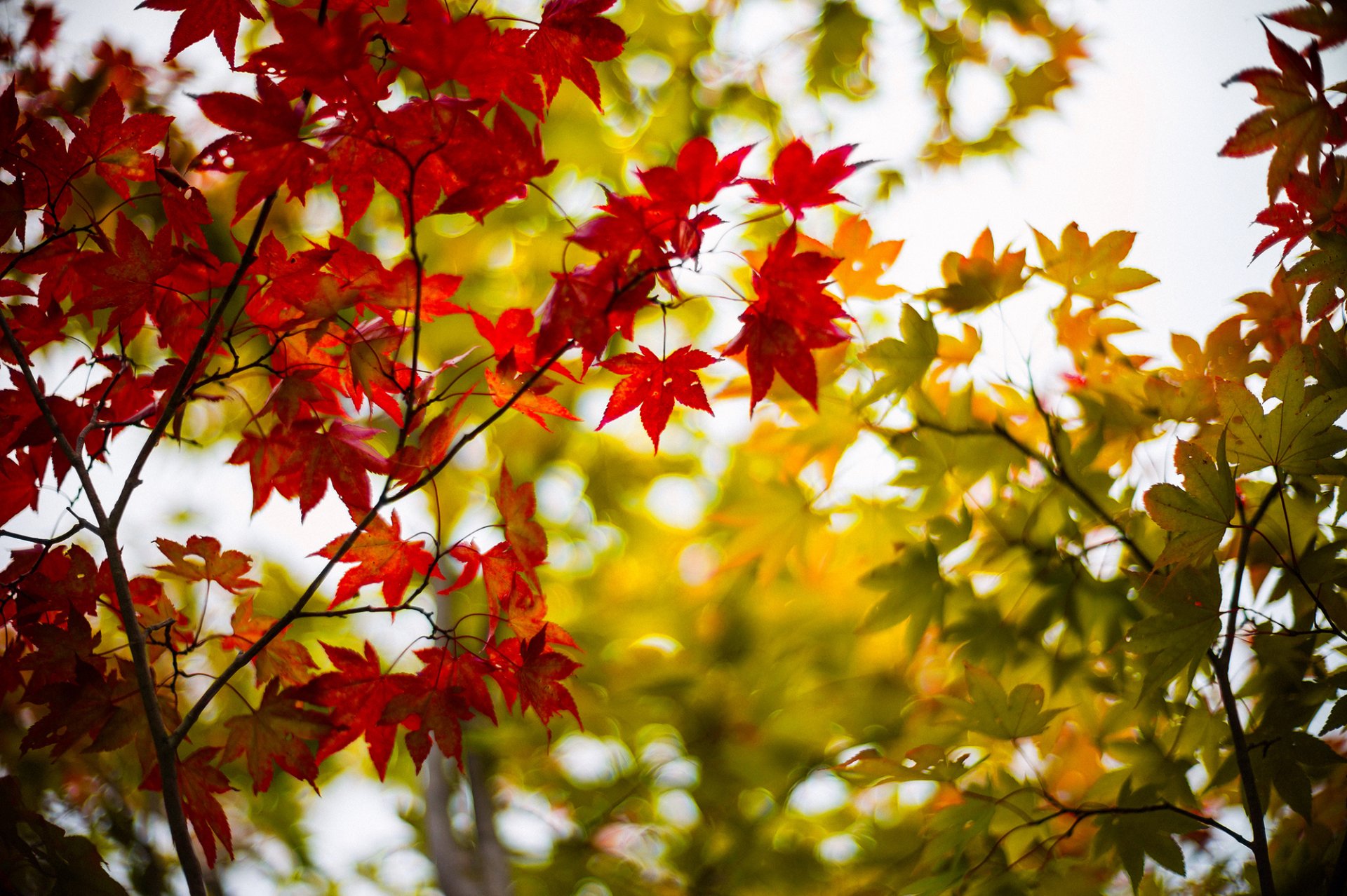 hojas arce burdeos verde ramas árbol árboles otoño desenfoque