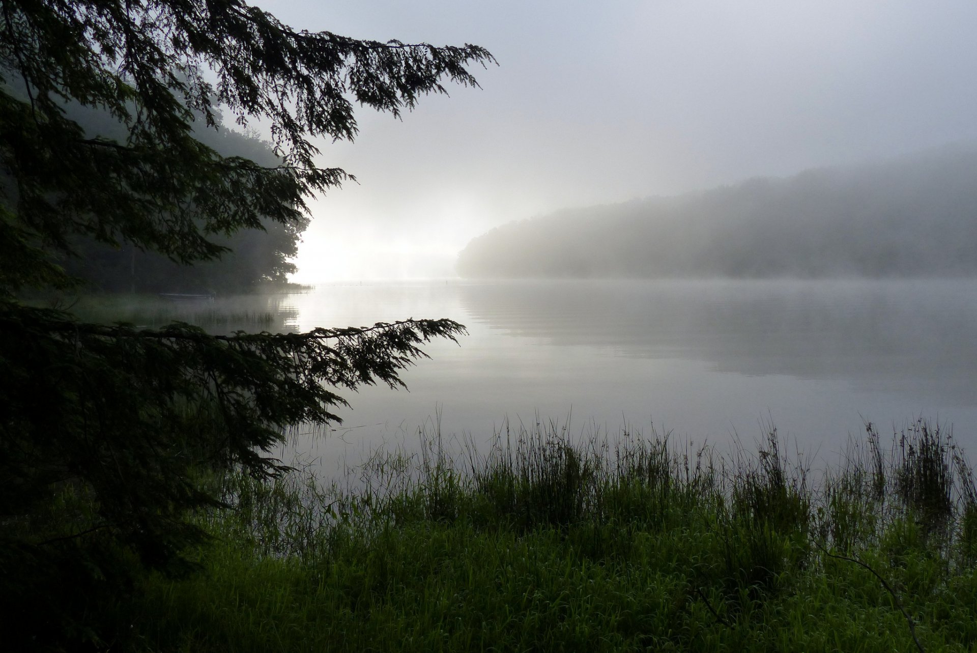 nature lac matin brouillard rosée herbe forêt