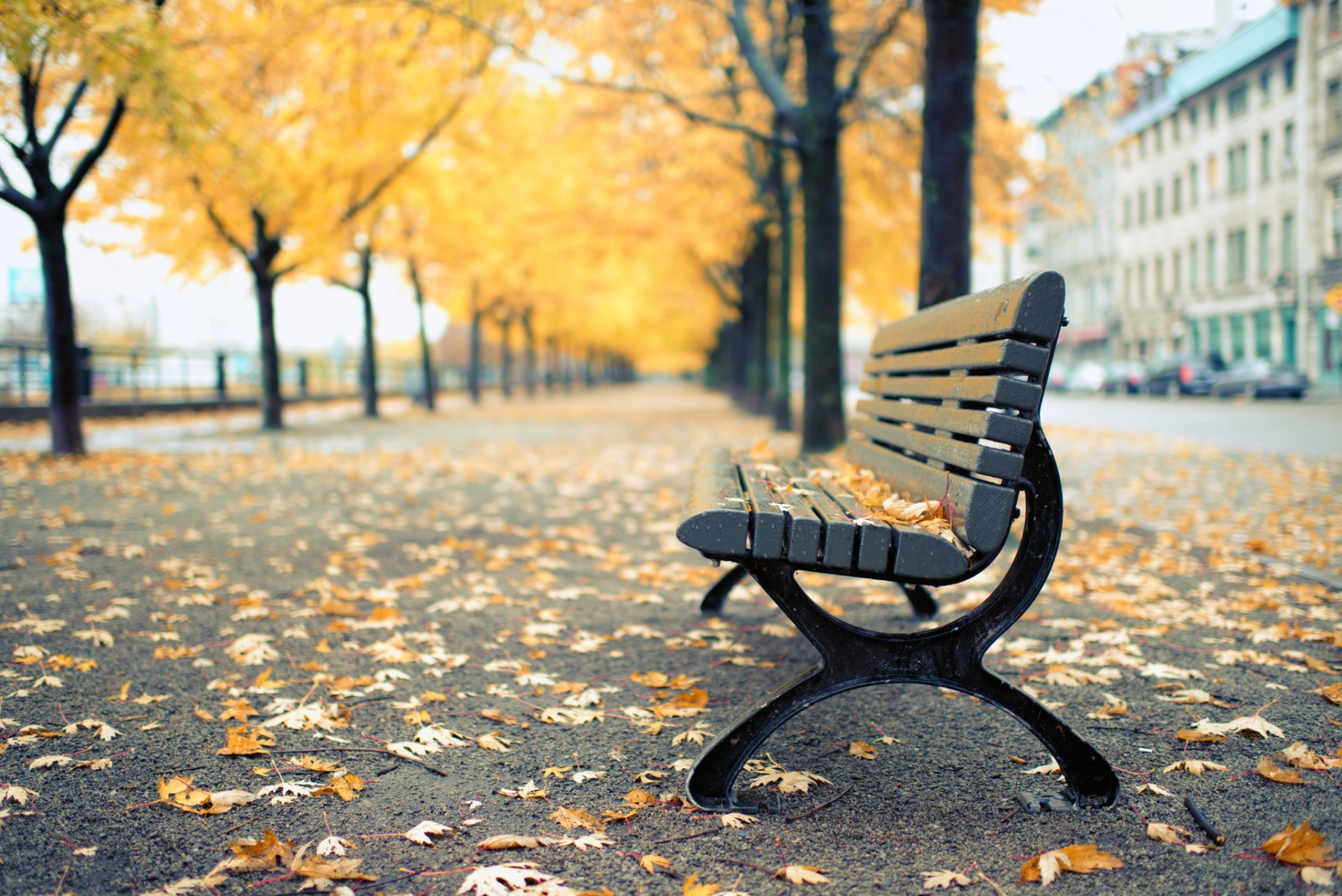 canada québec montréal parc banc banc automne arbres jaune feuilles