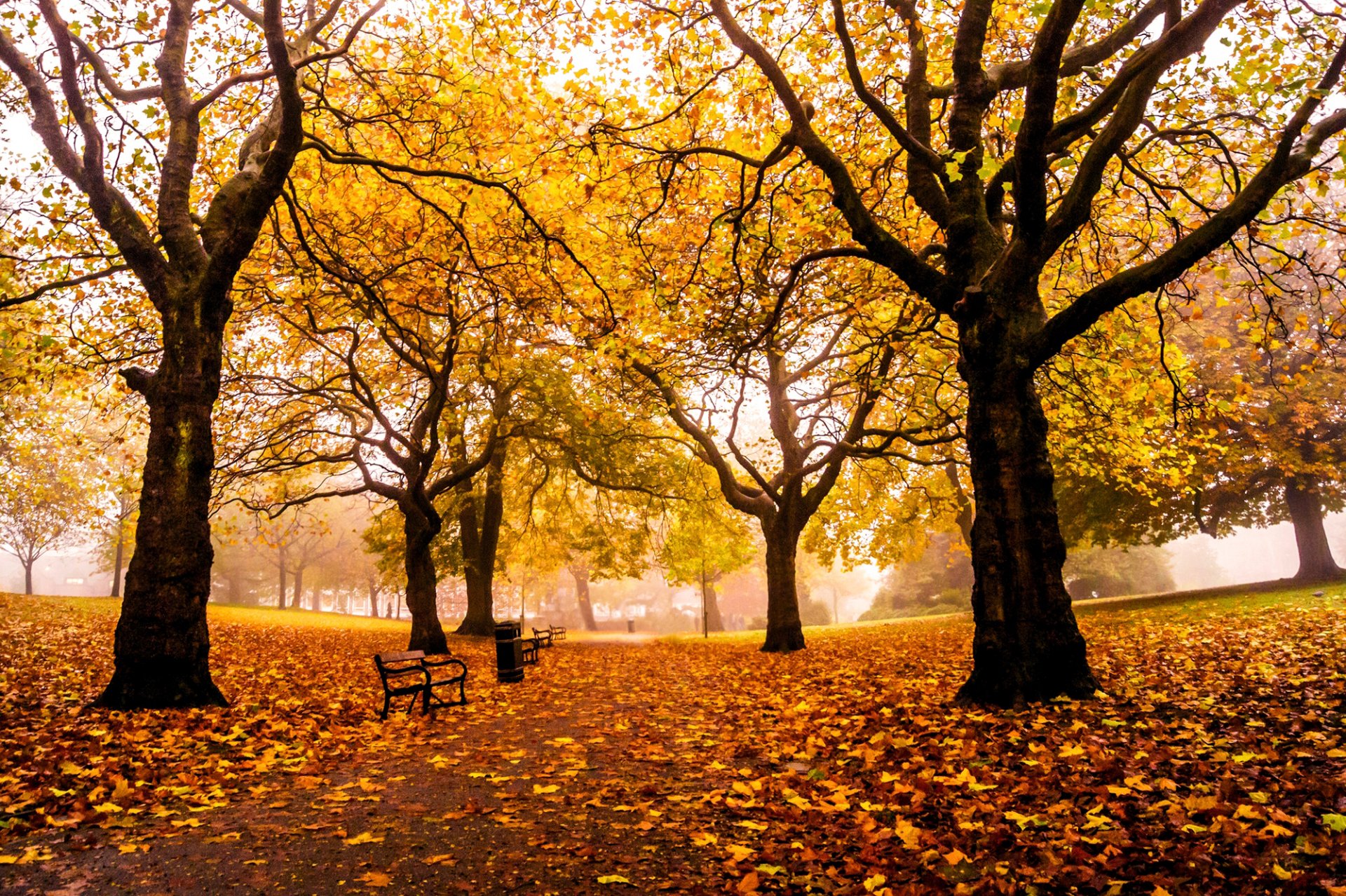 sheffield weston park england großbritannien park herbst gasse straße bäume blätter gelb bänke bänke bänke