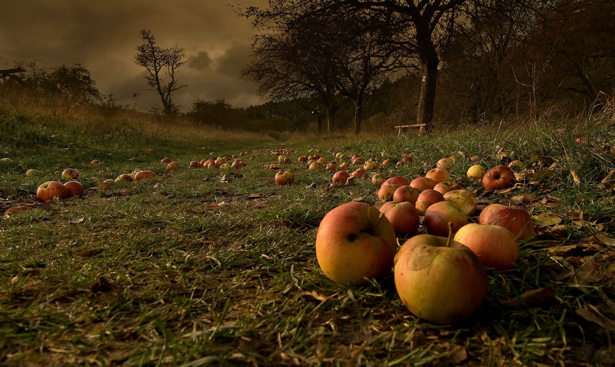 autumn supplies apples fallen after the storm