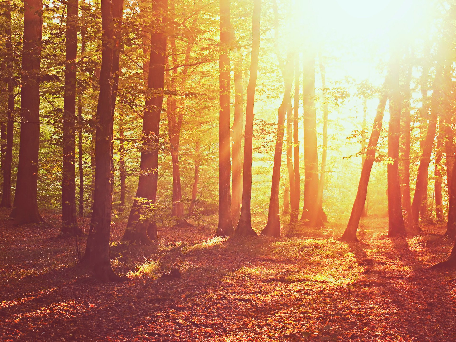 naturaleza bosque sol luz árboles hojas hierba otoño