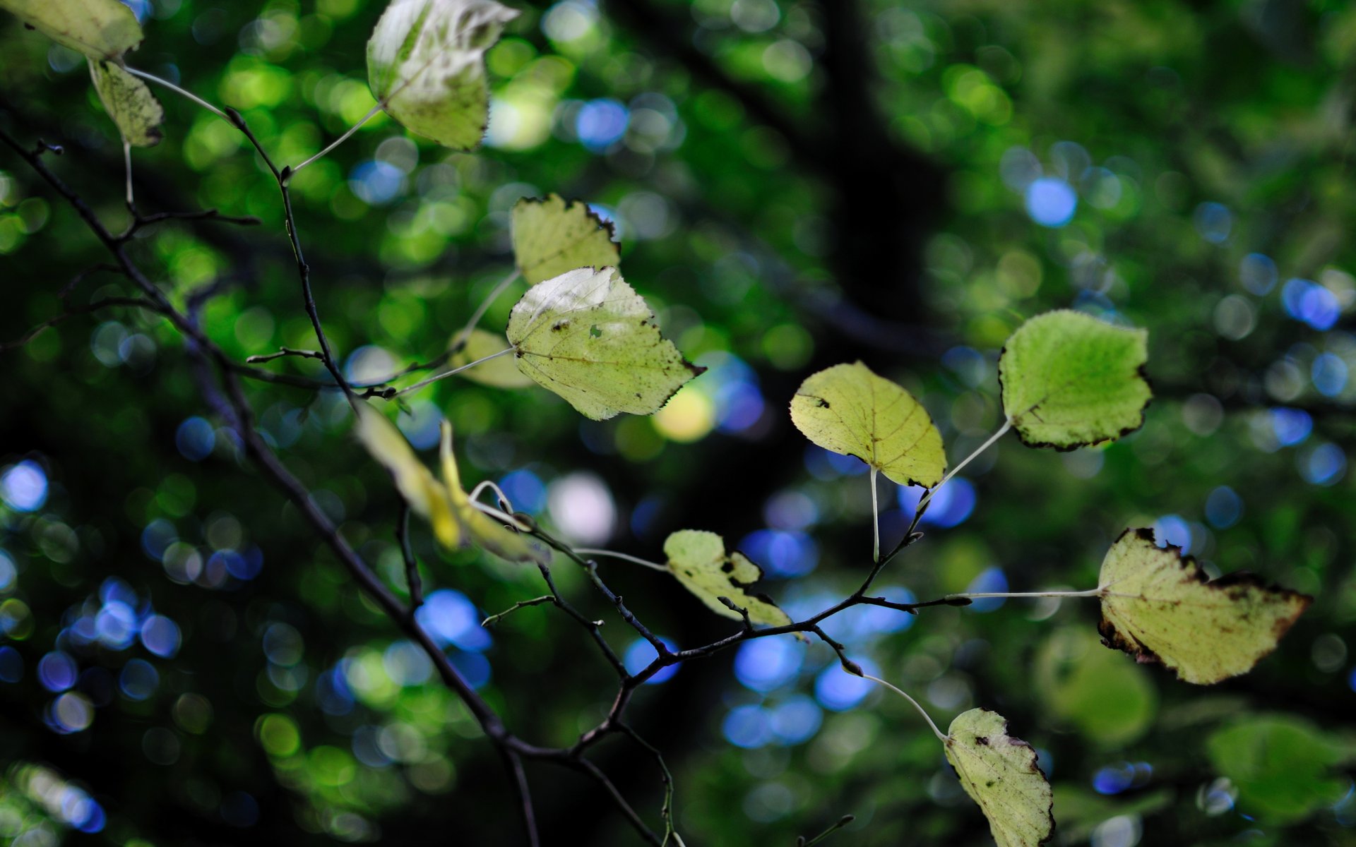 foliage green tree leaves branch bokeh blur reflection