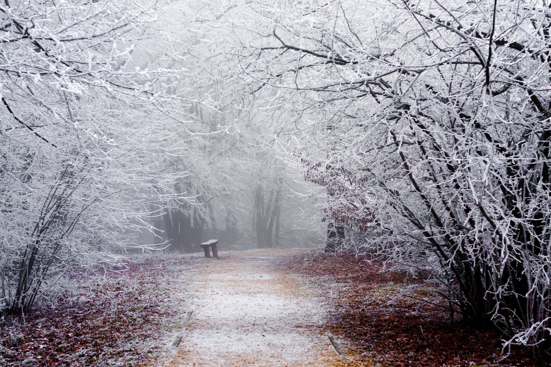 natur winter schnee frost zweige bäume straße gehweg park bank bank bank bank bank bank