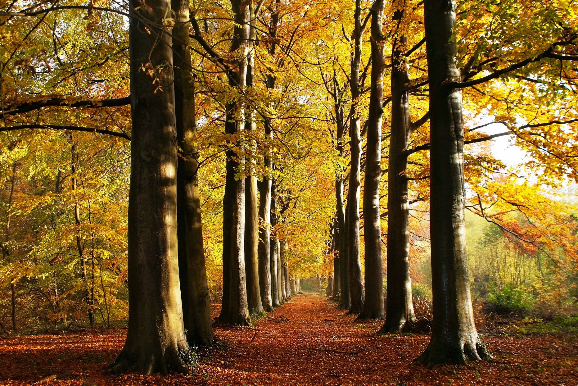 parc allée automne