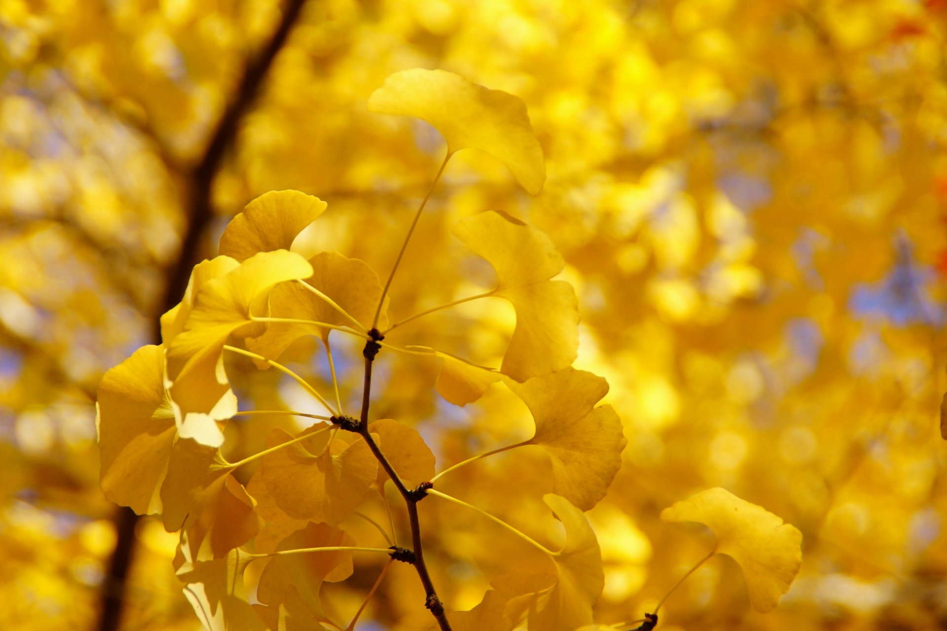 herbst blätter zweig gelb baum