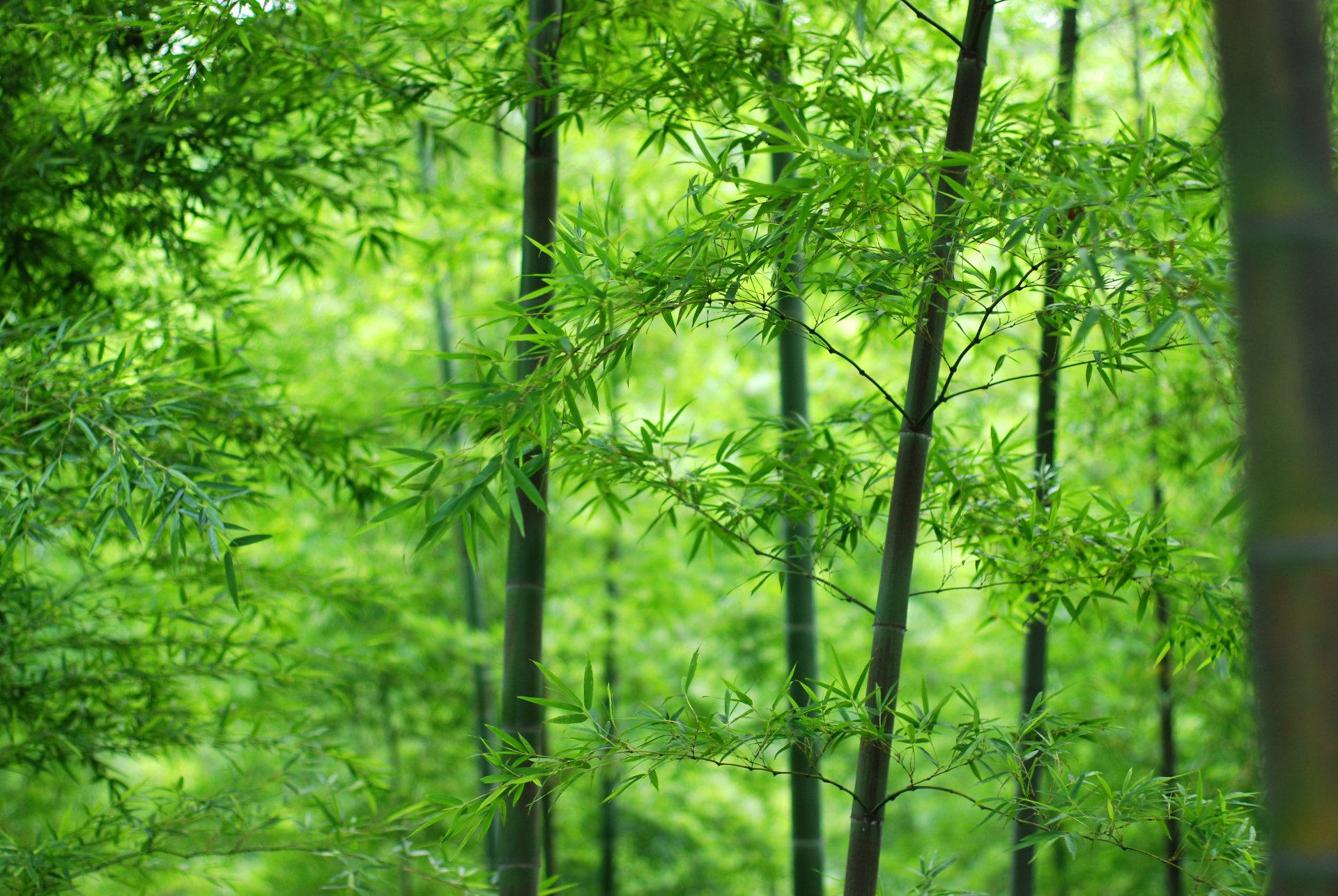 madera tronco hojas bambú