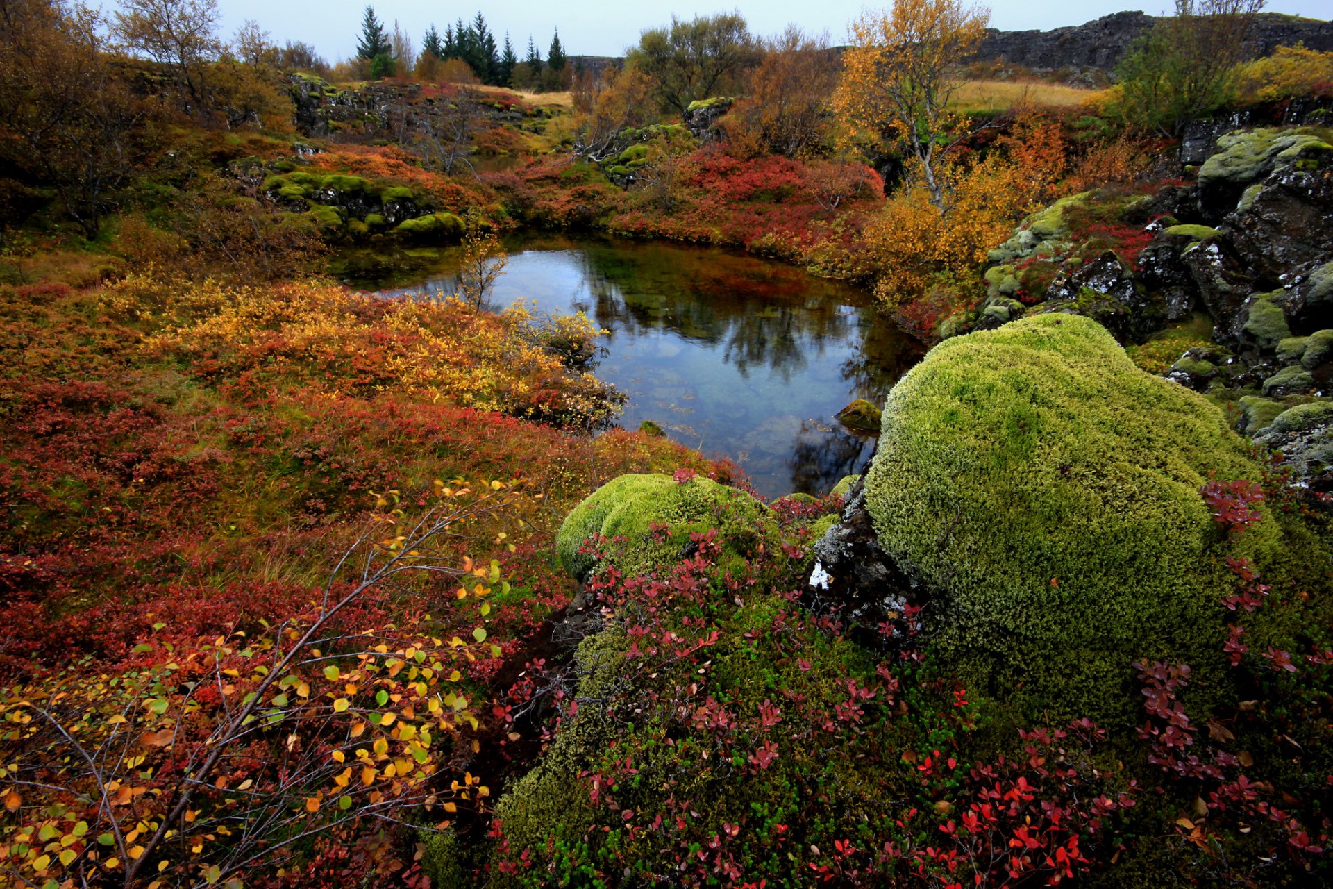 iceland national park thingvellir tree stones moss lake autumn