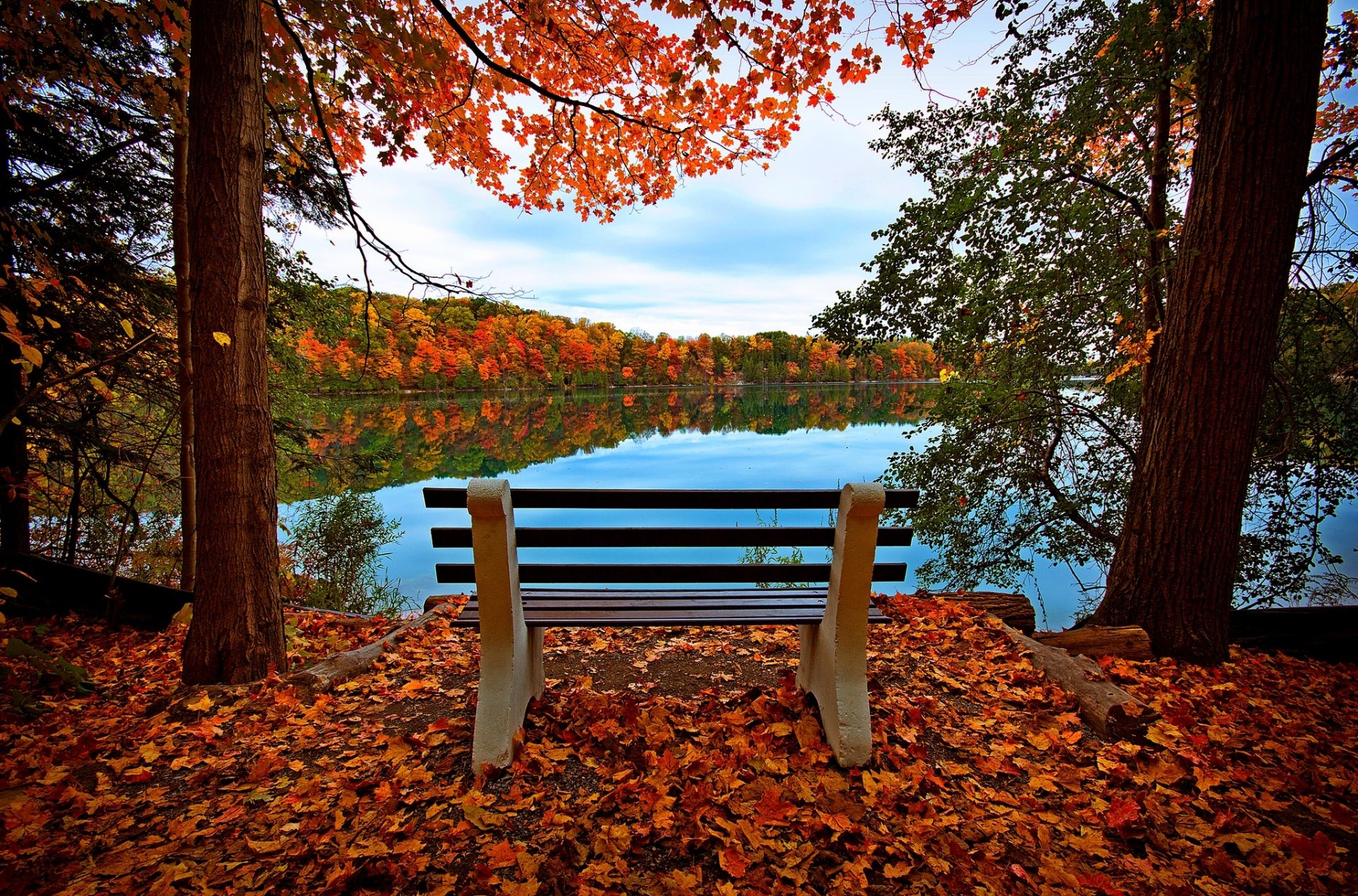 hojas árboles bosque otoño paseo hdr naturaleza río agua reflexión cielo banco ver banco vista