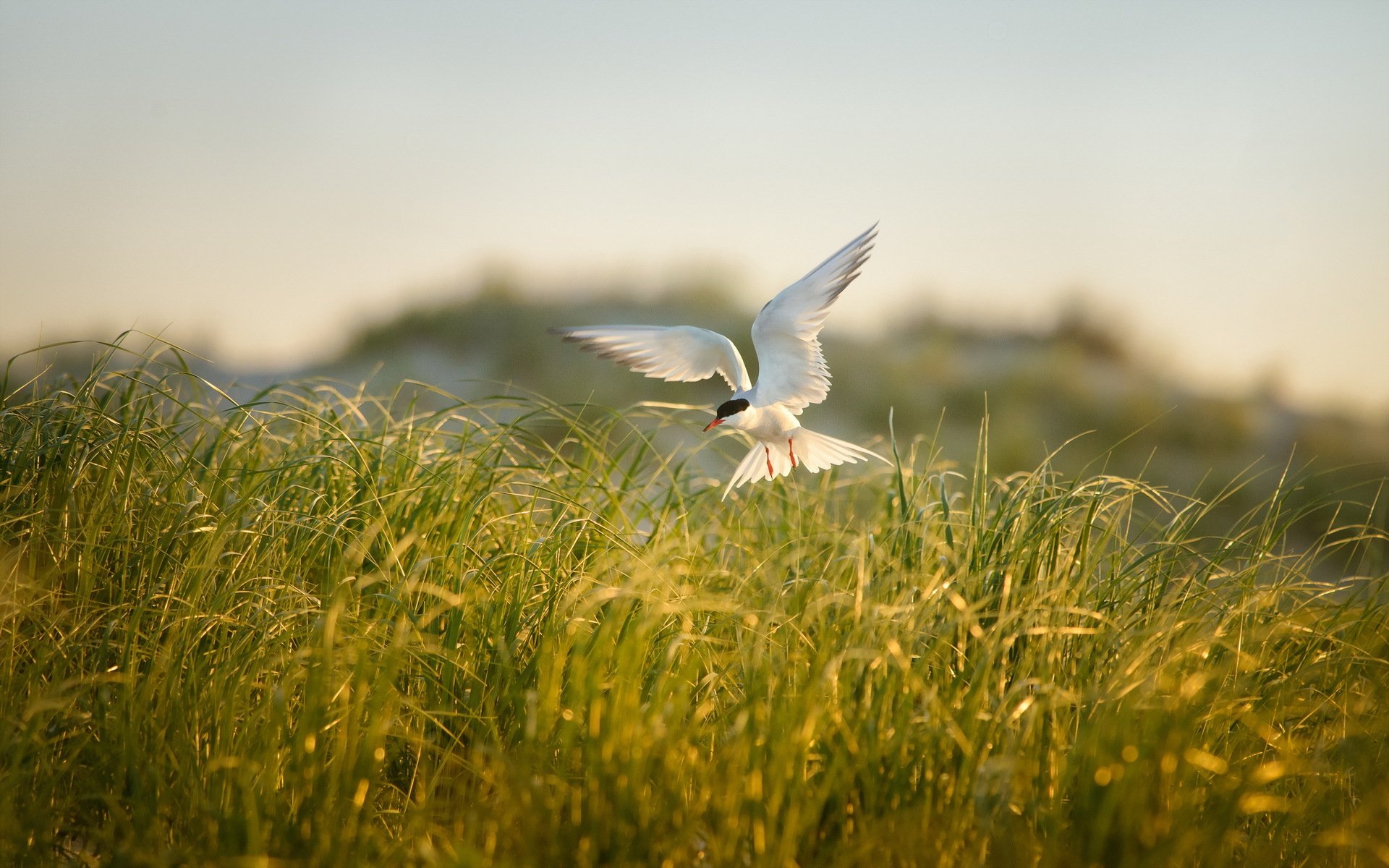 feld gras vogel sommer natur