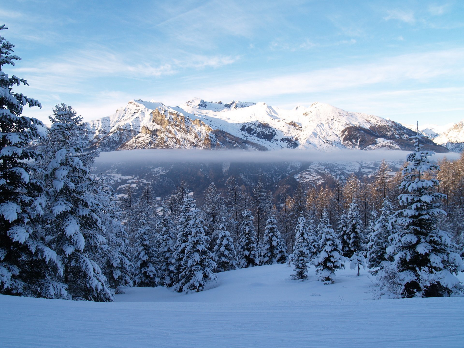 hiver montagnes forêt épinette neige brouillard