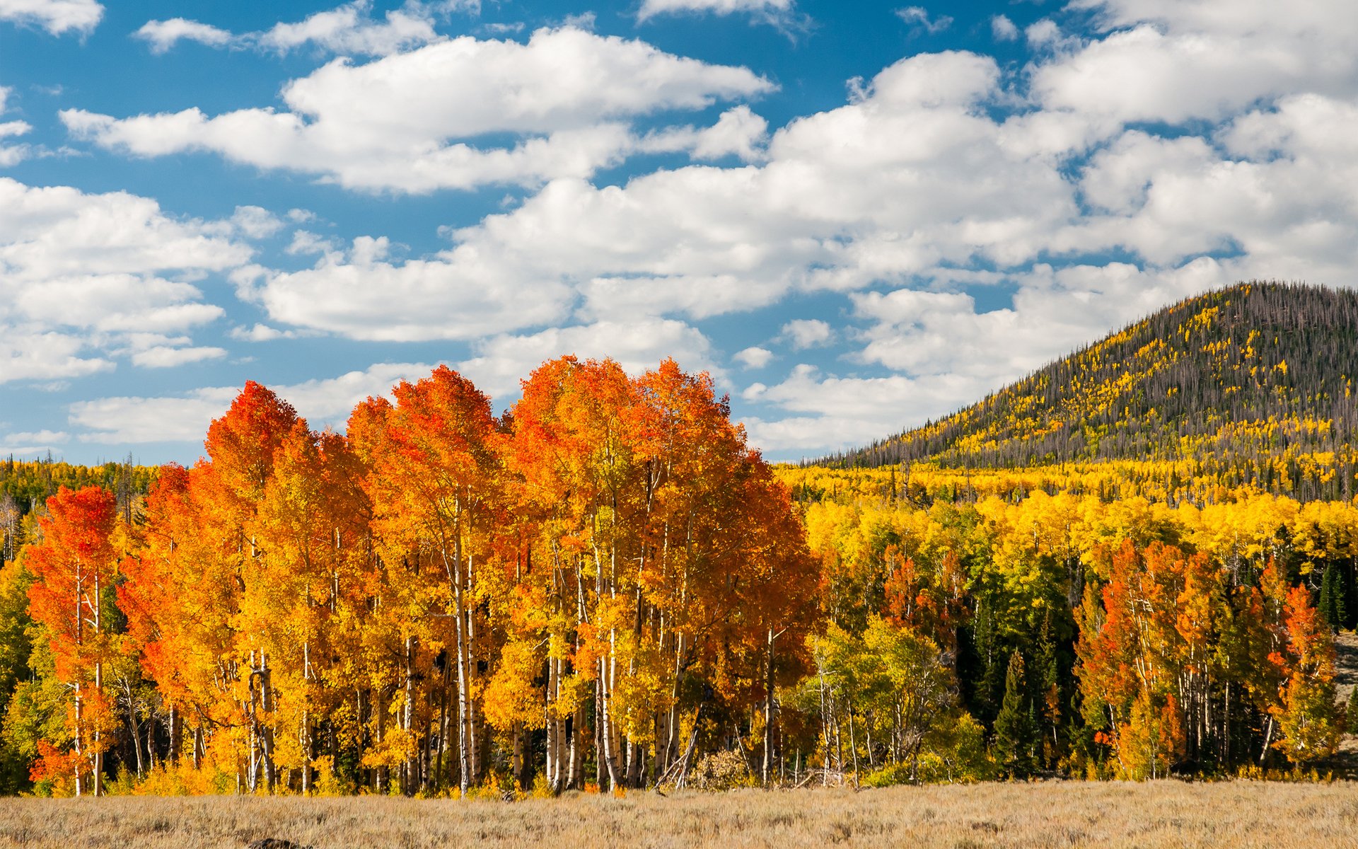 autunno foresta alberi foglie giallo collina