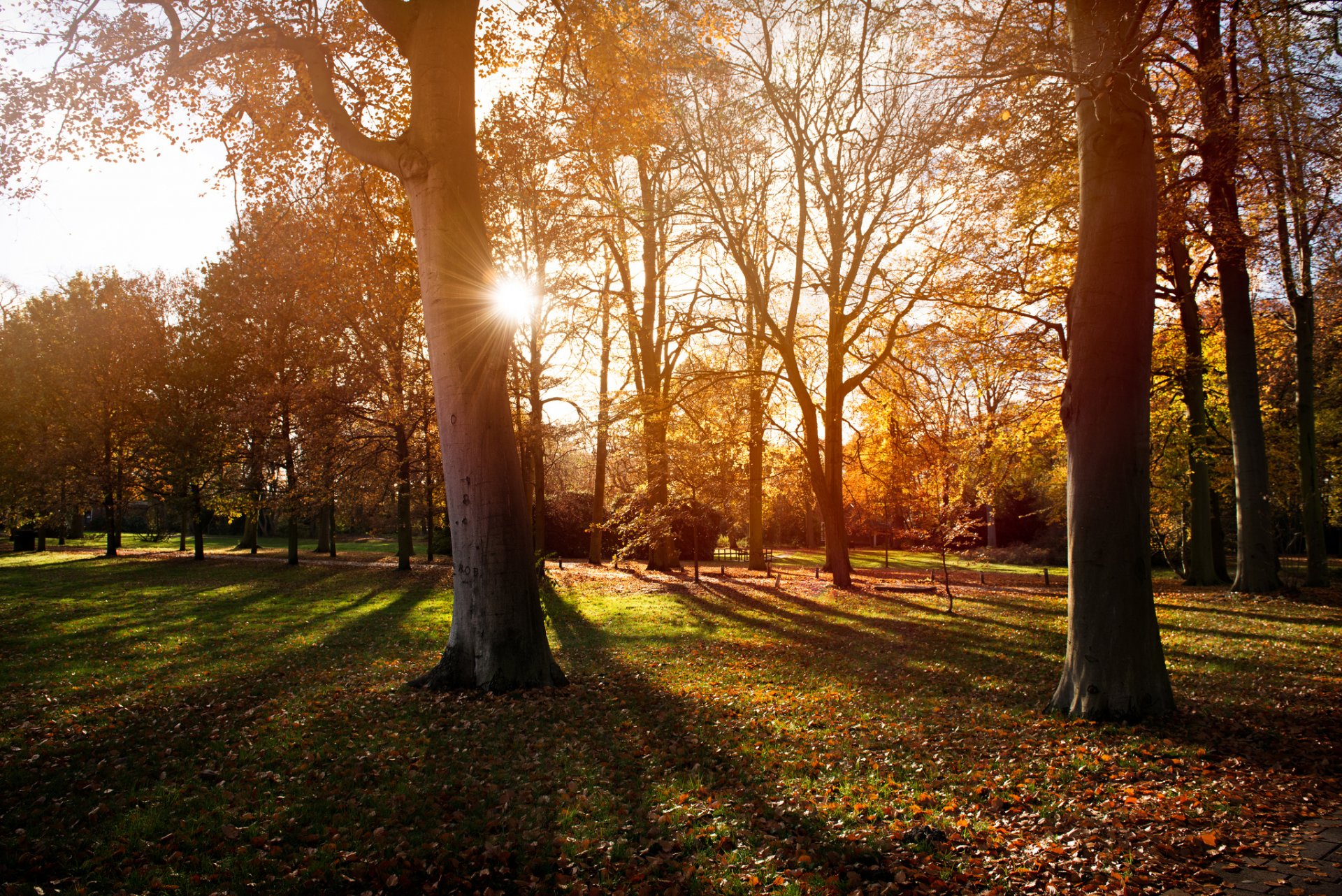 park bäume natur herbst sonnenuntergang sonne licht schatten