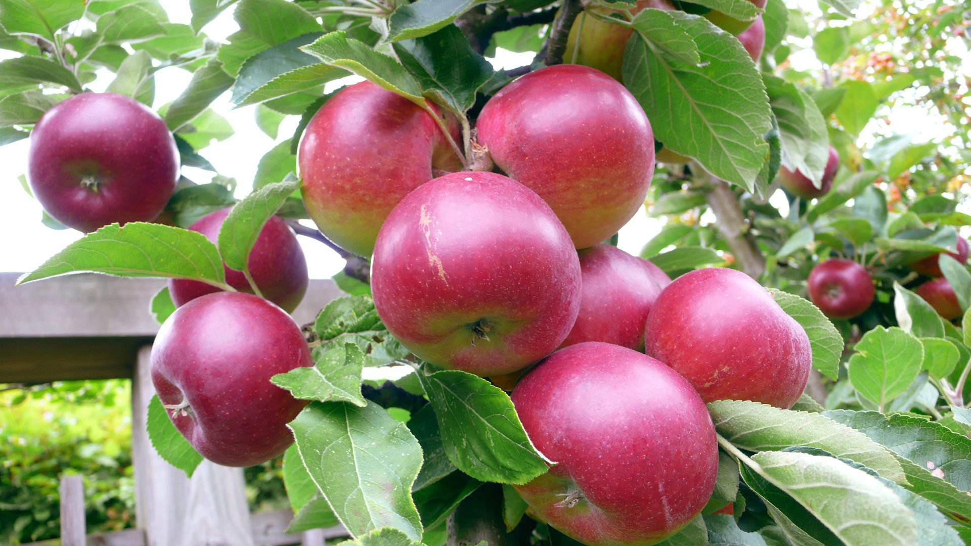 ummer garden apple tree harvest apple juicy delicious fruit