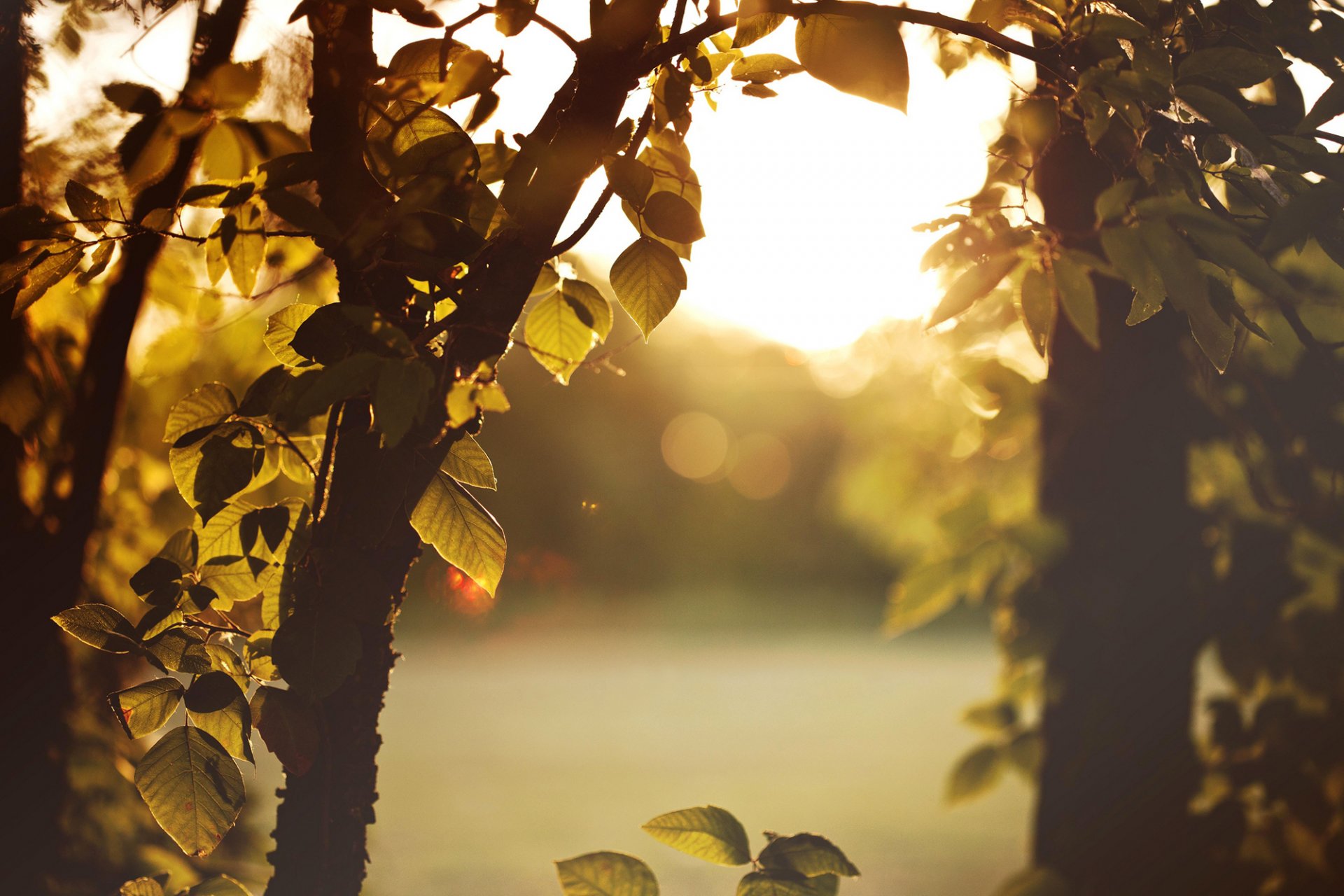 tree branches leaves nature night sun light sunset blur