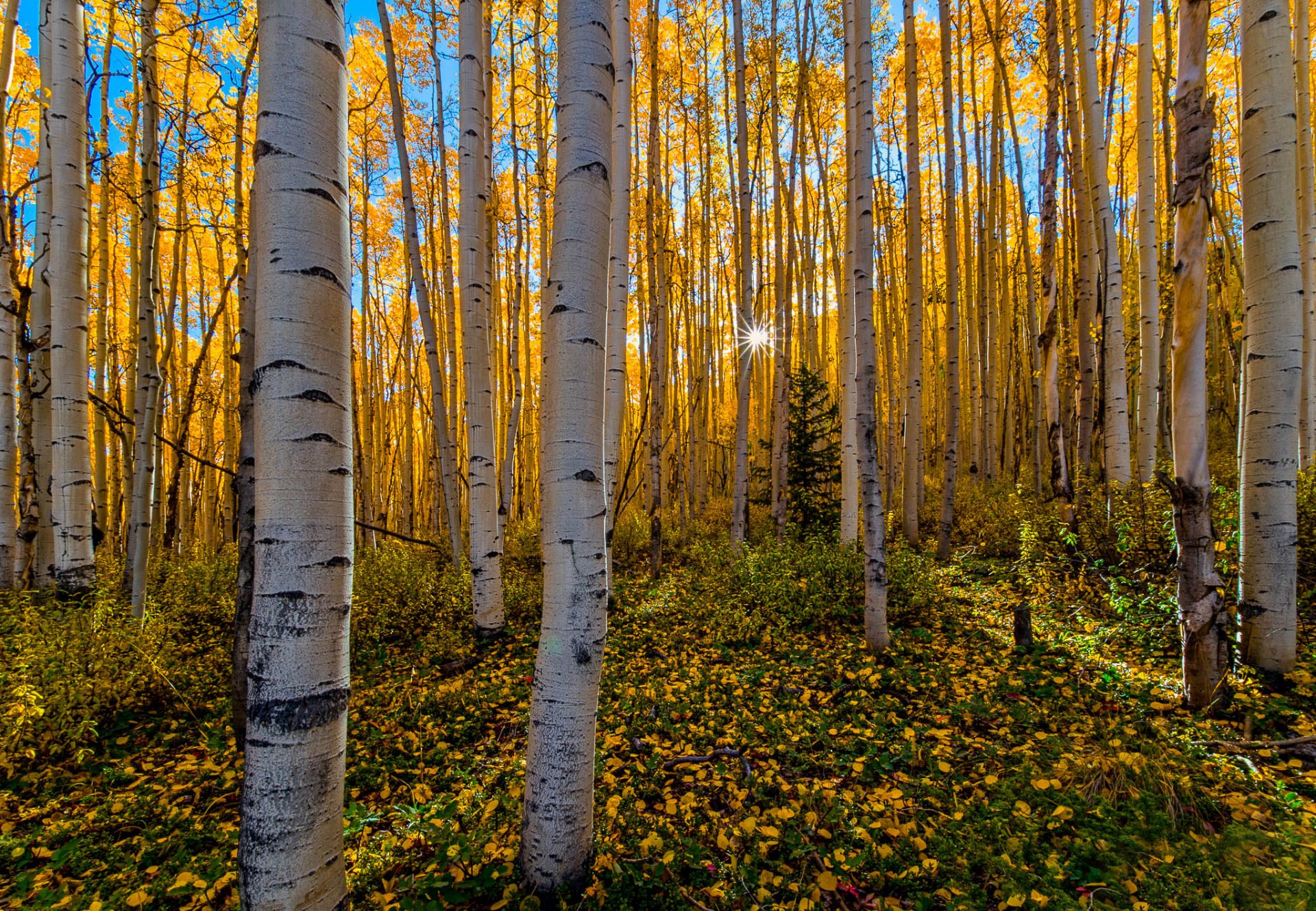 forest birch autumn sun ray