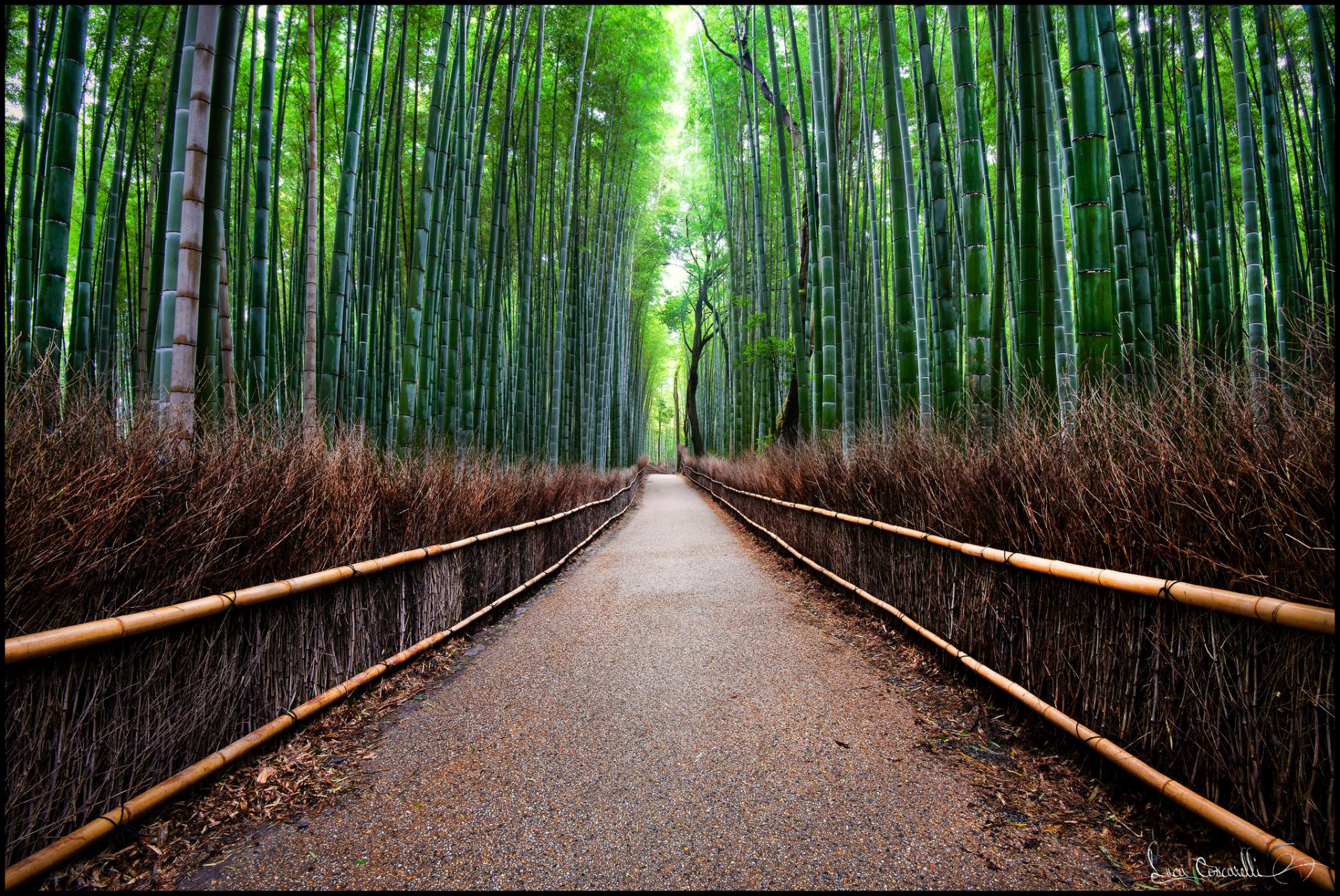 forest bamboo road fence