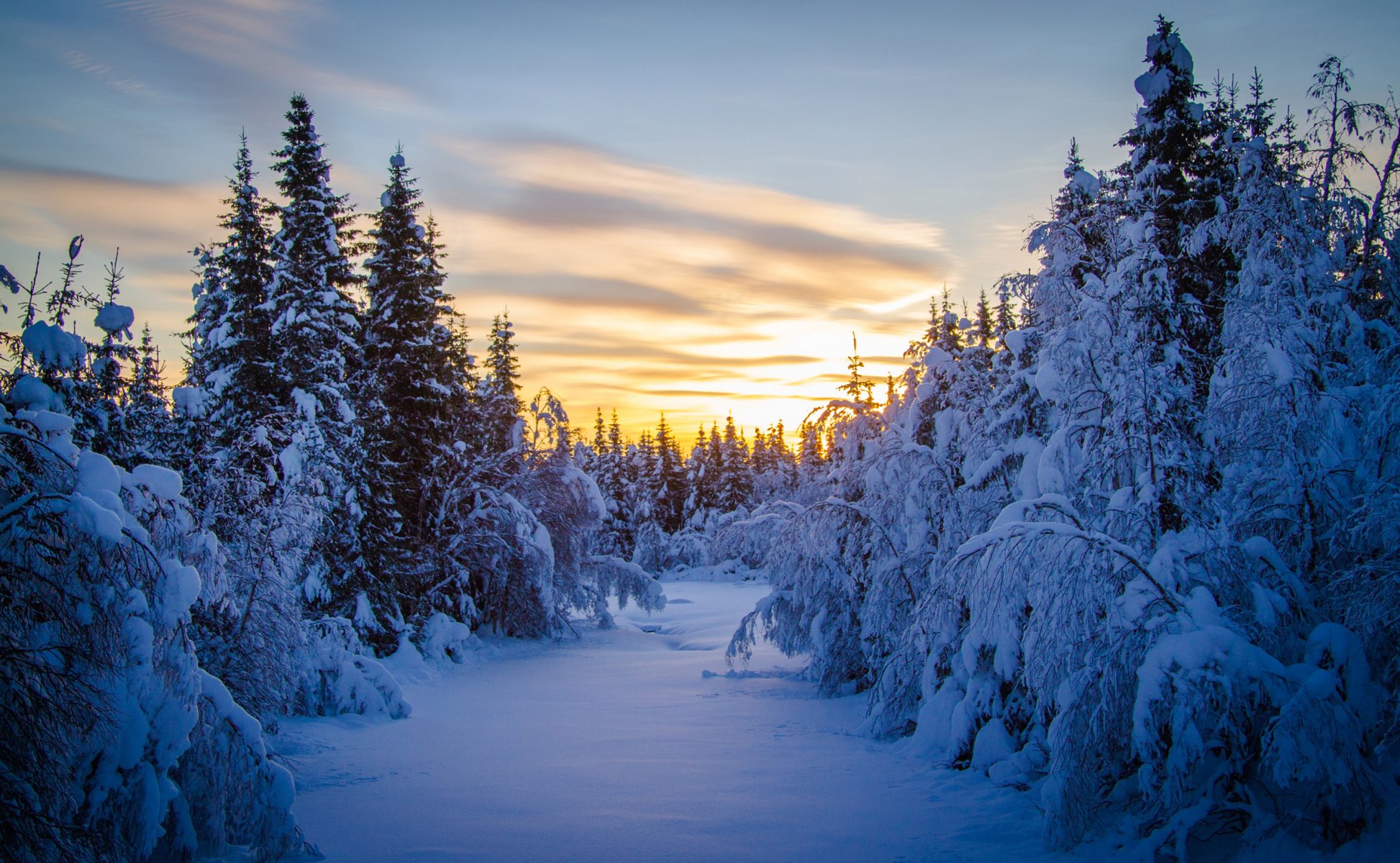 forêt arbres de noël neige hiver matin