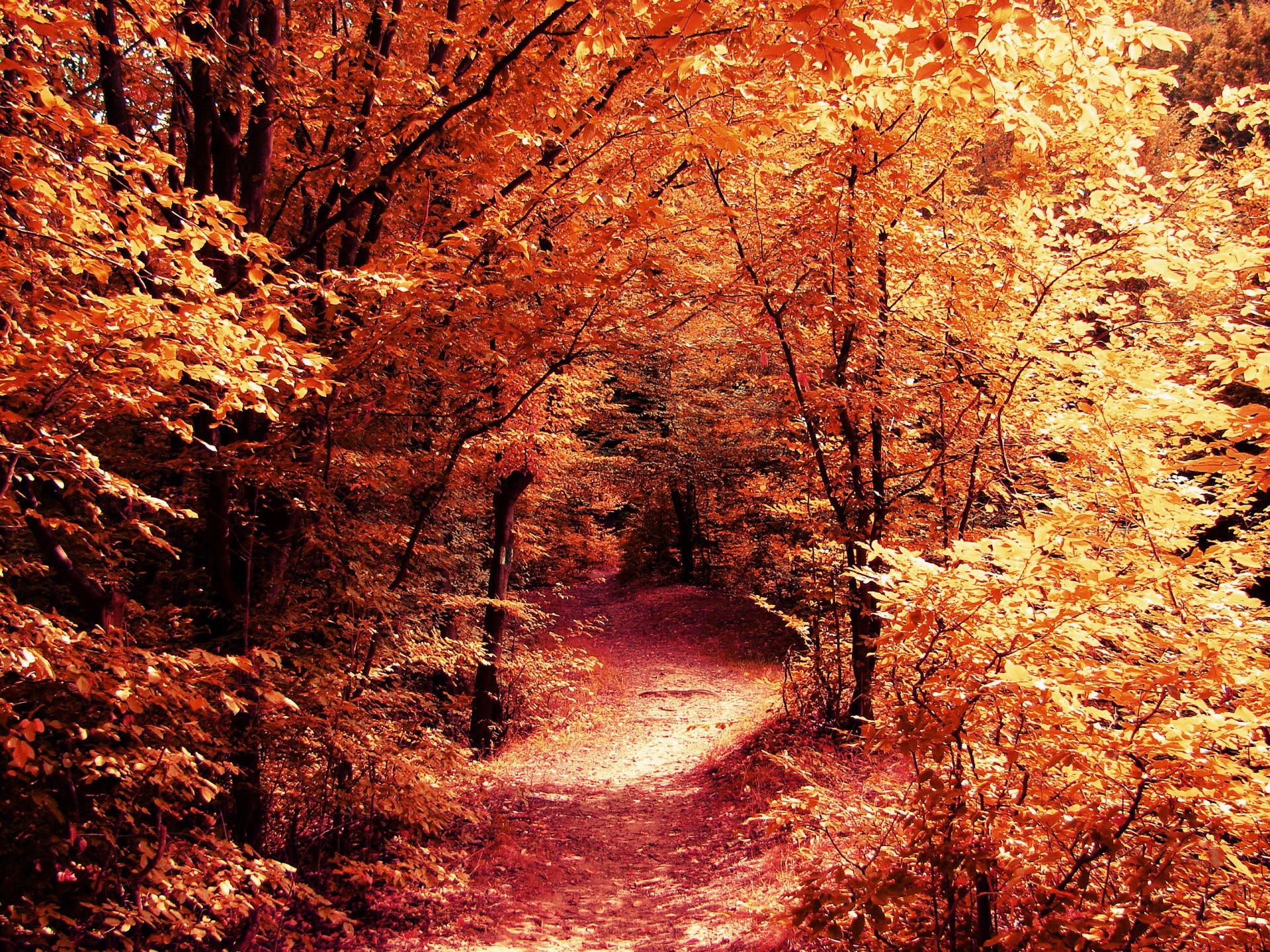 natur herbst wald straße fußweg bäume zweige blätter gelb