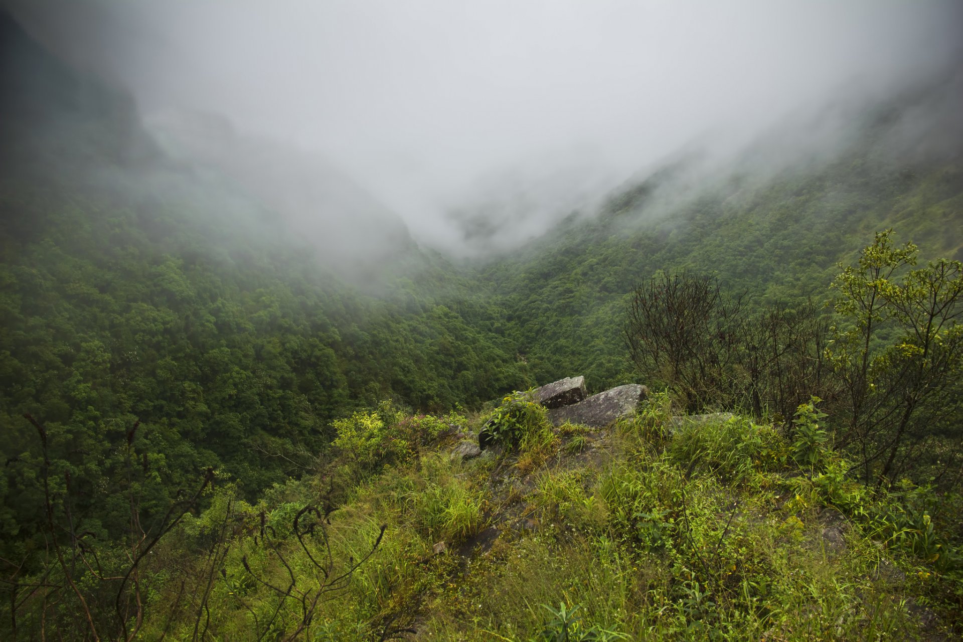 mountain forest valley fog