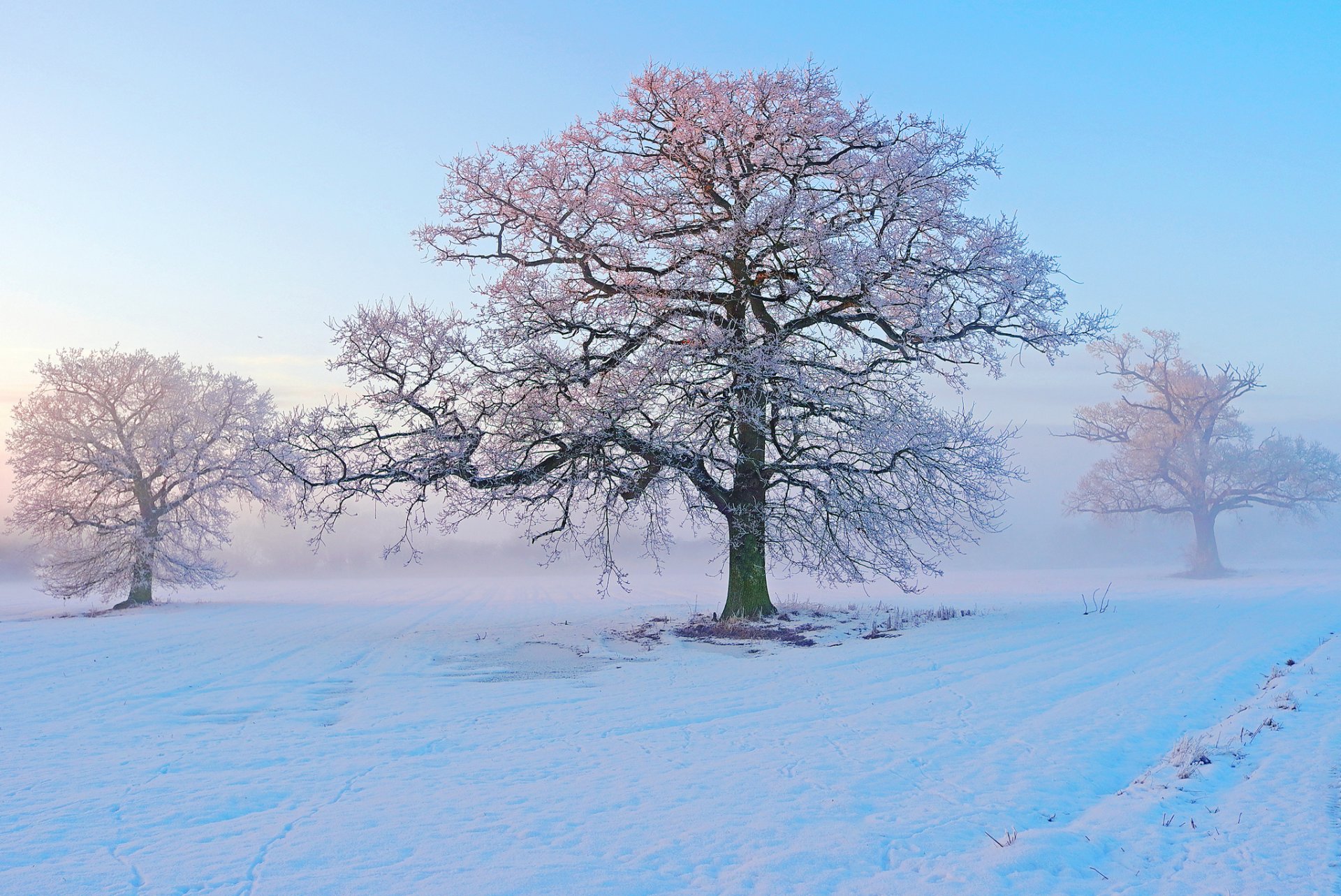 invierno nieve árboles escarcha mañana niebla escarcha