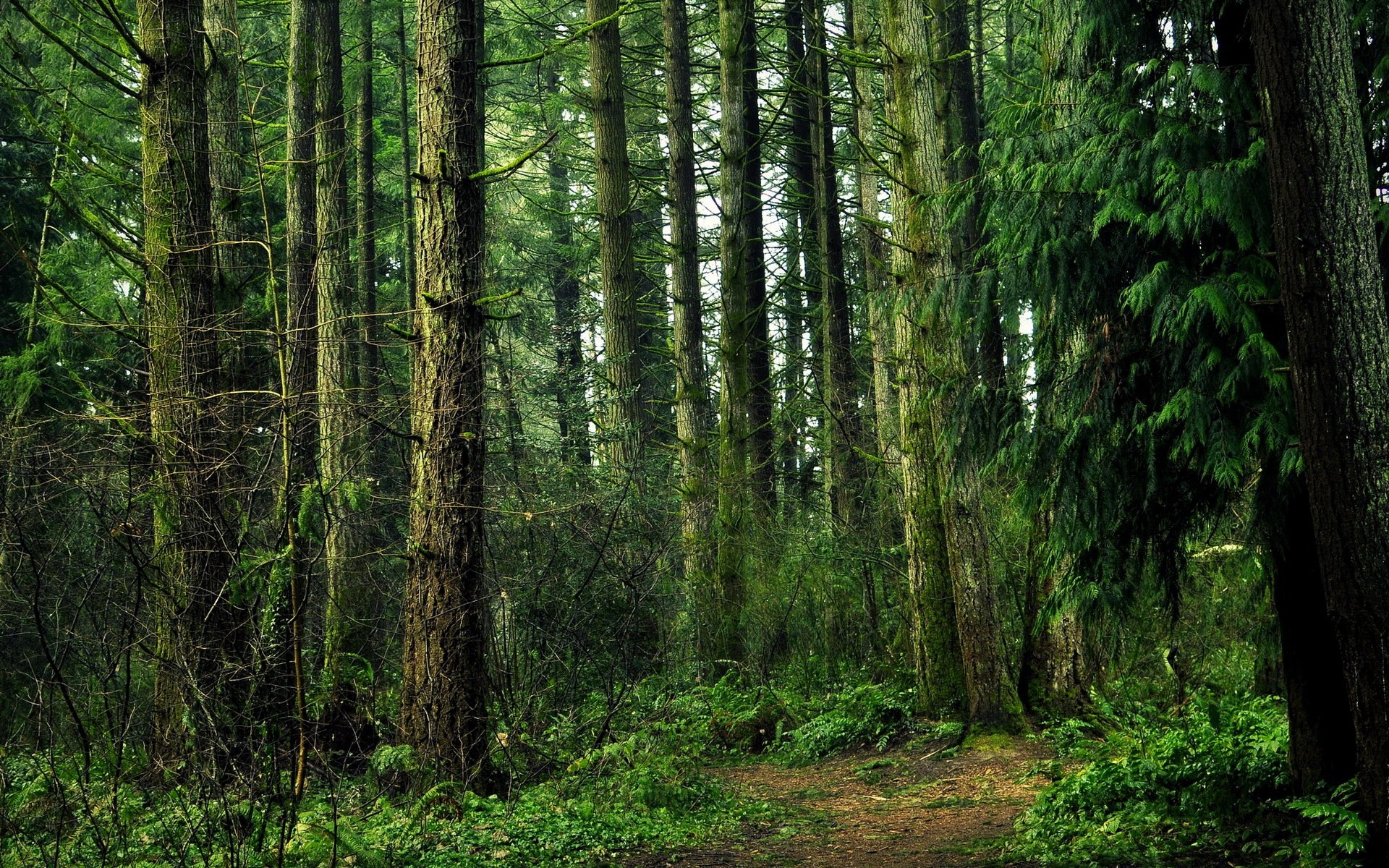 foresta alberi natura