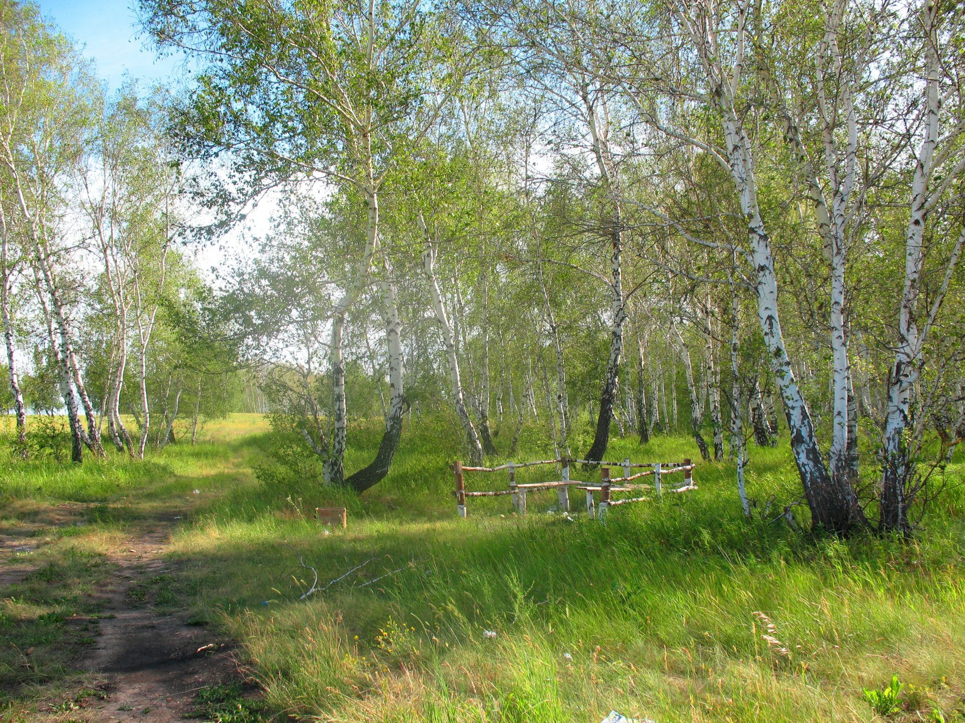 bosque verano naturaleza kazajstán abedul reserva natural silvicultura arykbalyk