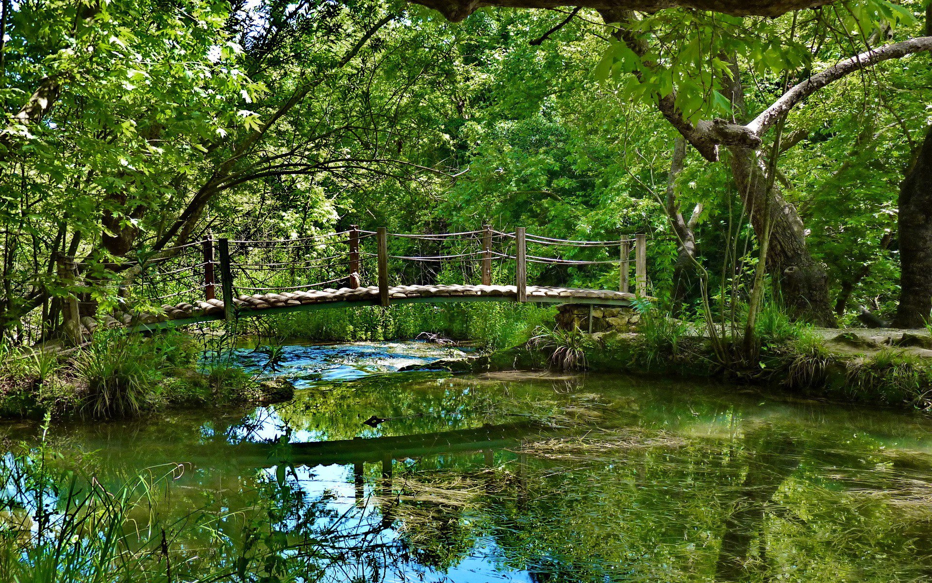 river bridge forest greenery vegetation algae trees bridge railing water reflection foliage