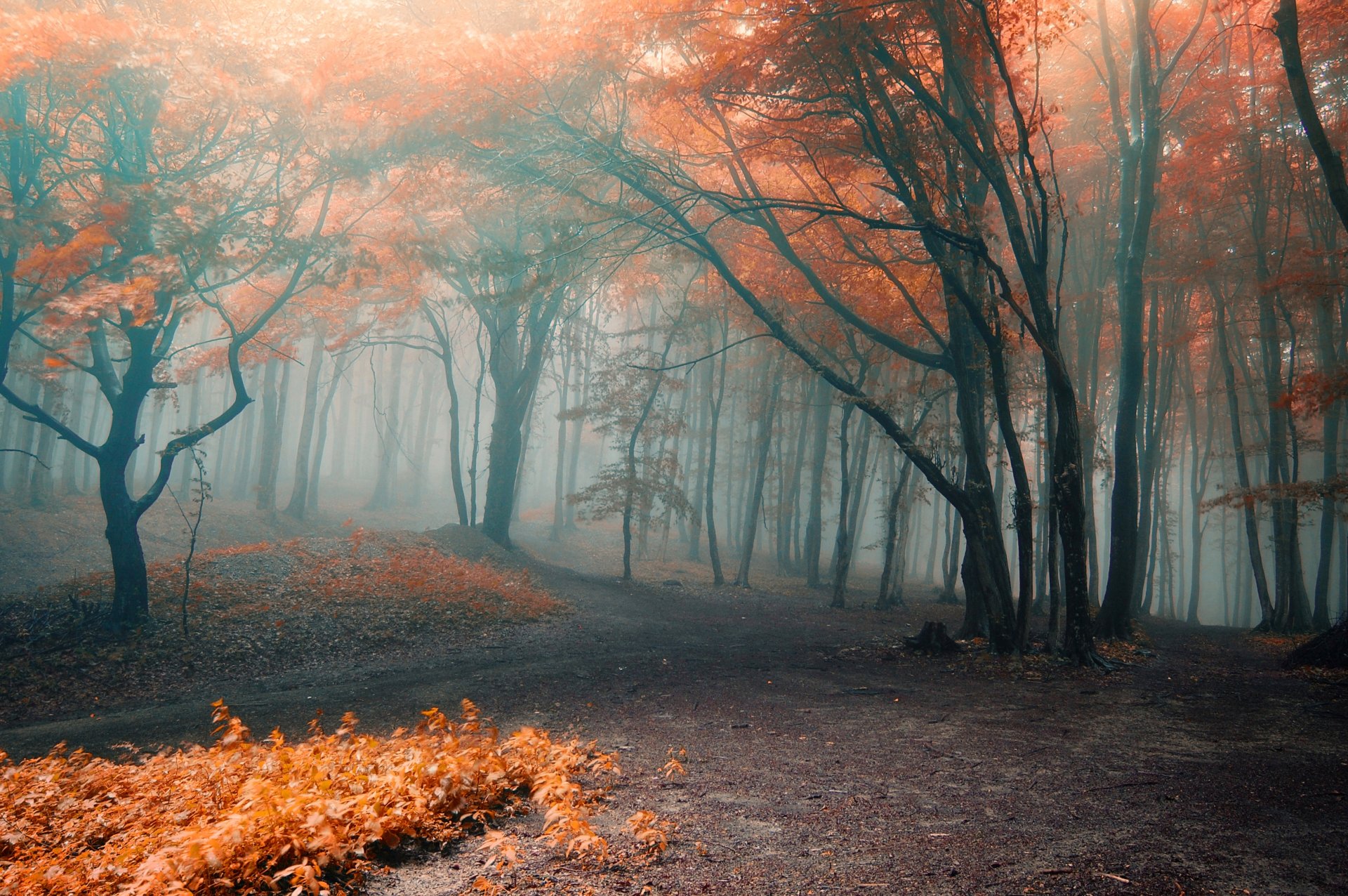 automne forêt brouillard feuilles orange branches arbres sentiers nature