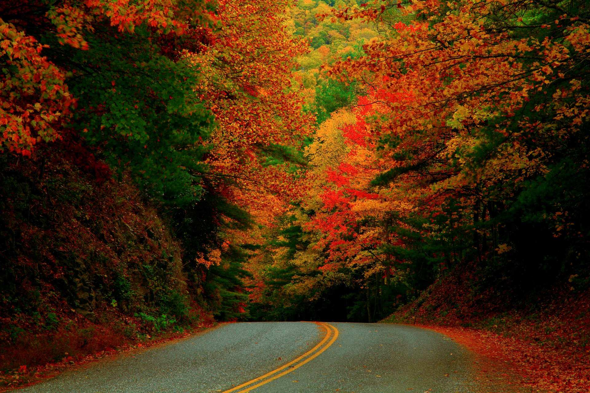 stati uniti carolina del nord autunno ottobre strada foresta vernice