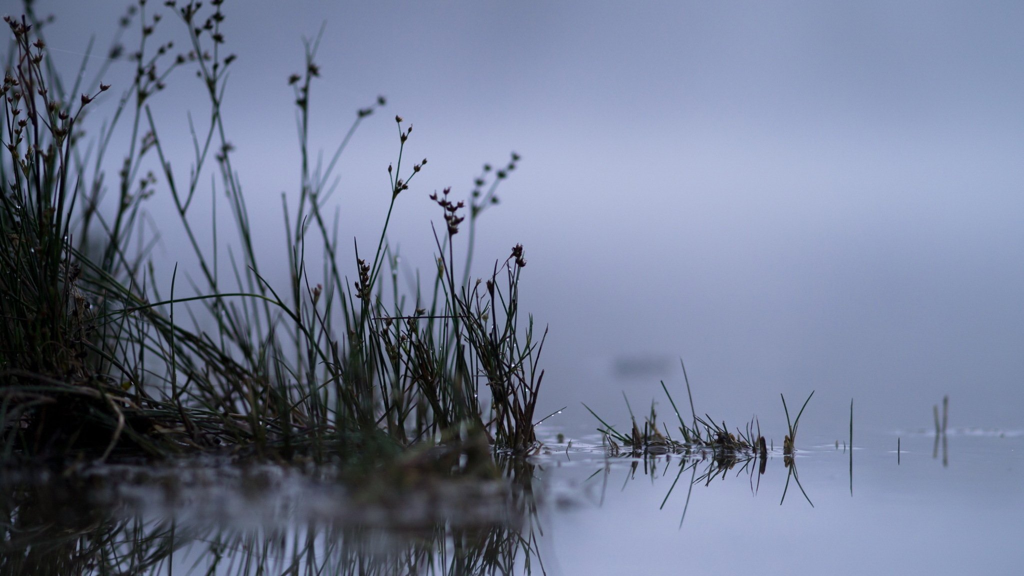 lake reed nature night close up