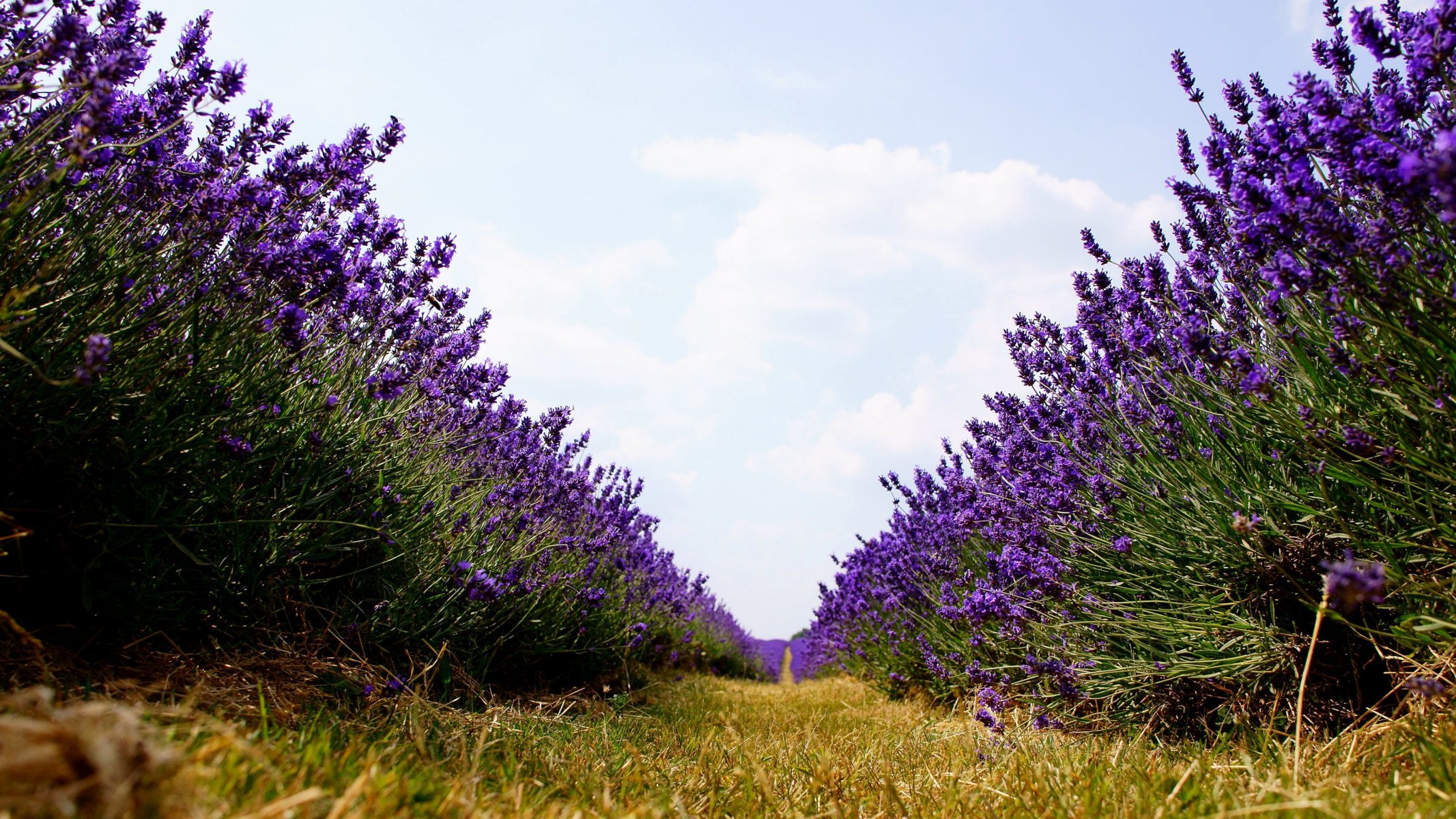 natura campo file lavanda fiori viola