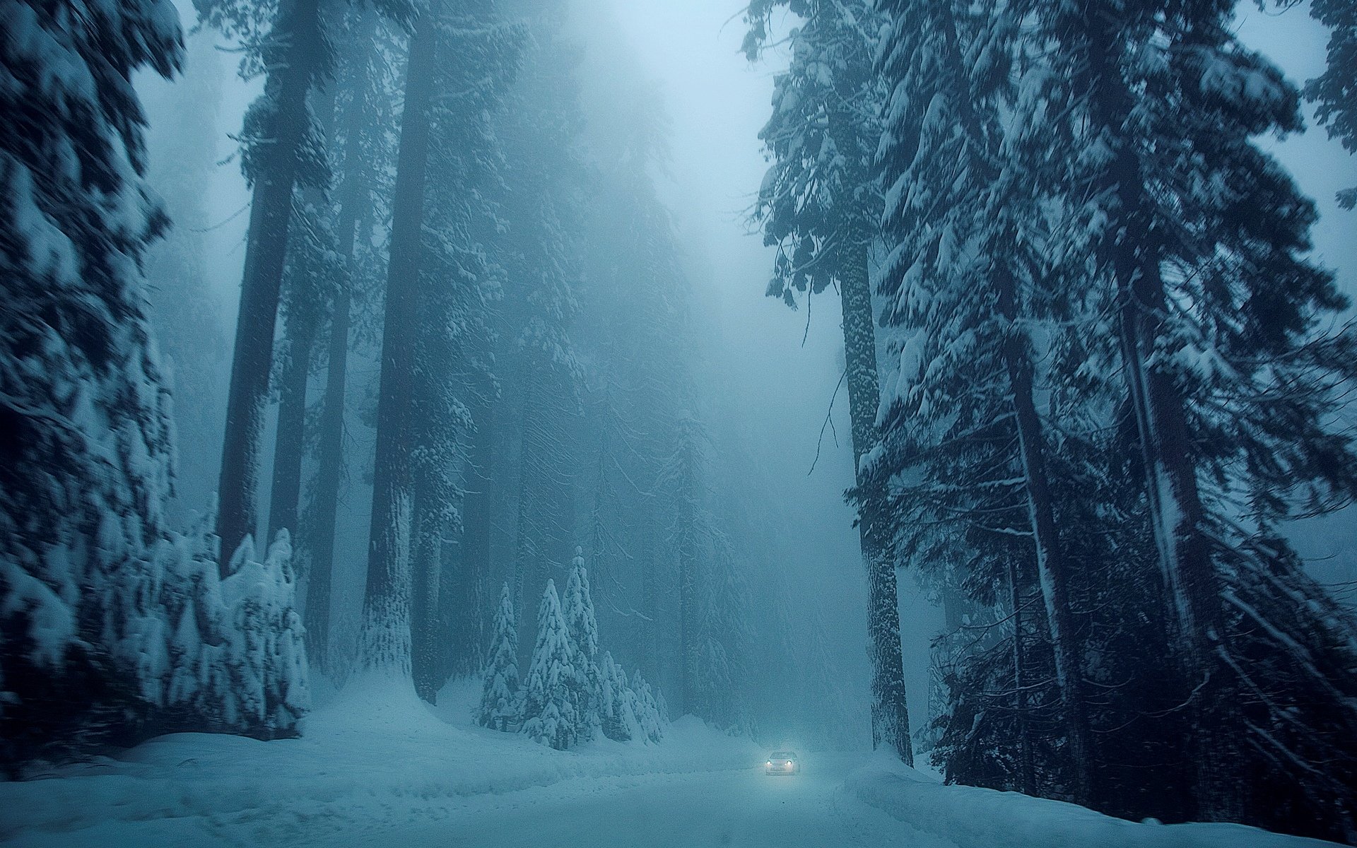 naturaleza invierno nieve árbol árboles árboles de navidad carretera coche coche frío invierno blanco fondo papel pintado pantalla ancha pantalla completa pantalla ancha